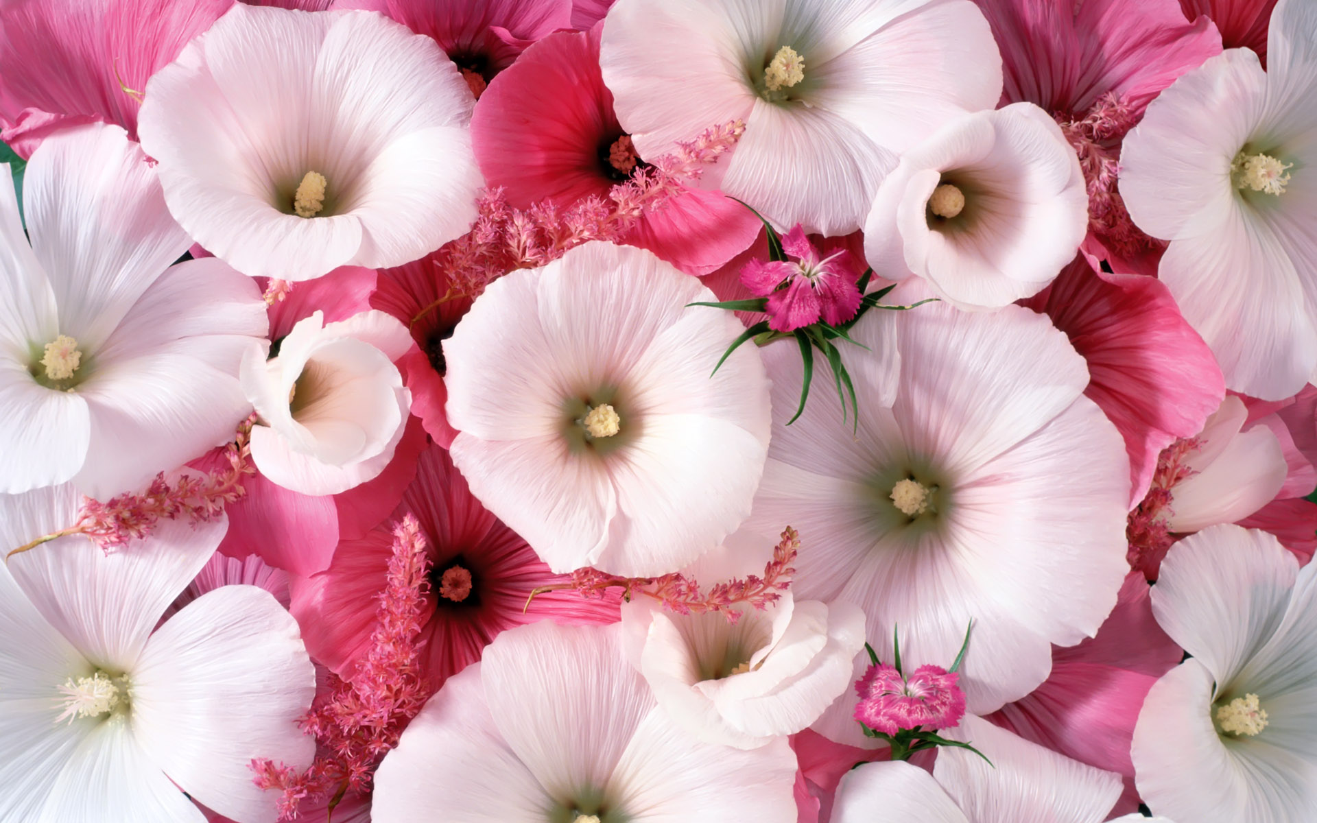 Обои цветы, розовые, белые, лаватера, flowers, pink, white, lavatera разрешение 1920x1200 Загрузить