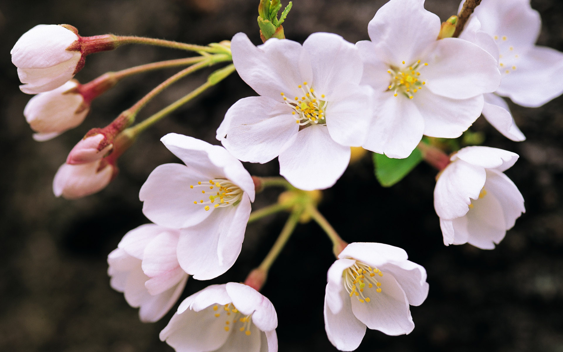 Обои цветы, ветка, цветение, весна, белые, flowers, branch, flowering, spring, white разрешение 1920x1200 Загрузить