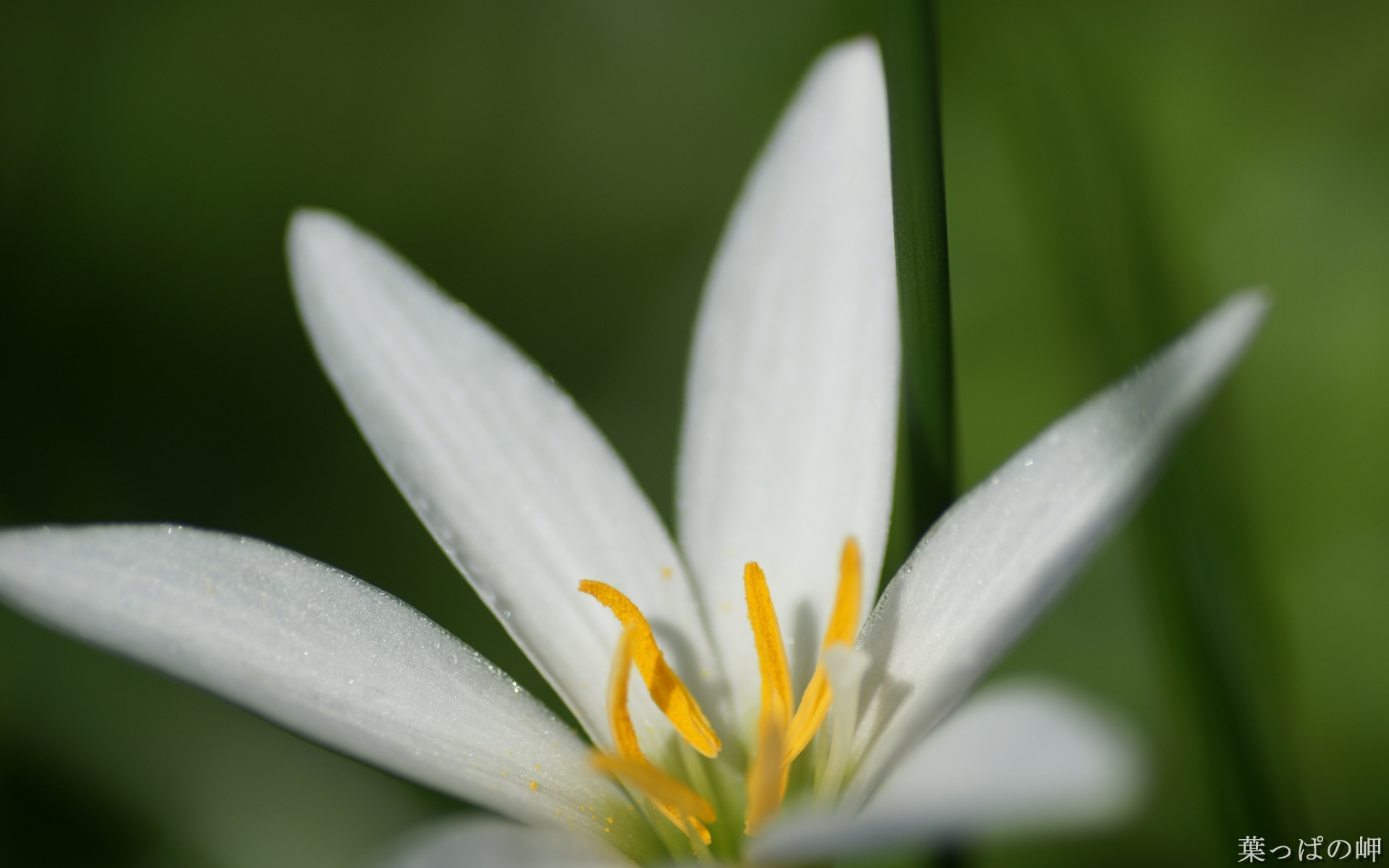 Обои макро, фон, цветок, белый, лилия, macro, background, flower, white, lily разрешение 1920x1200 Загрузить