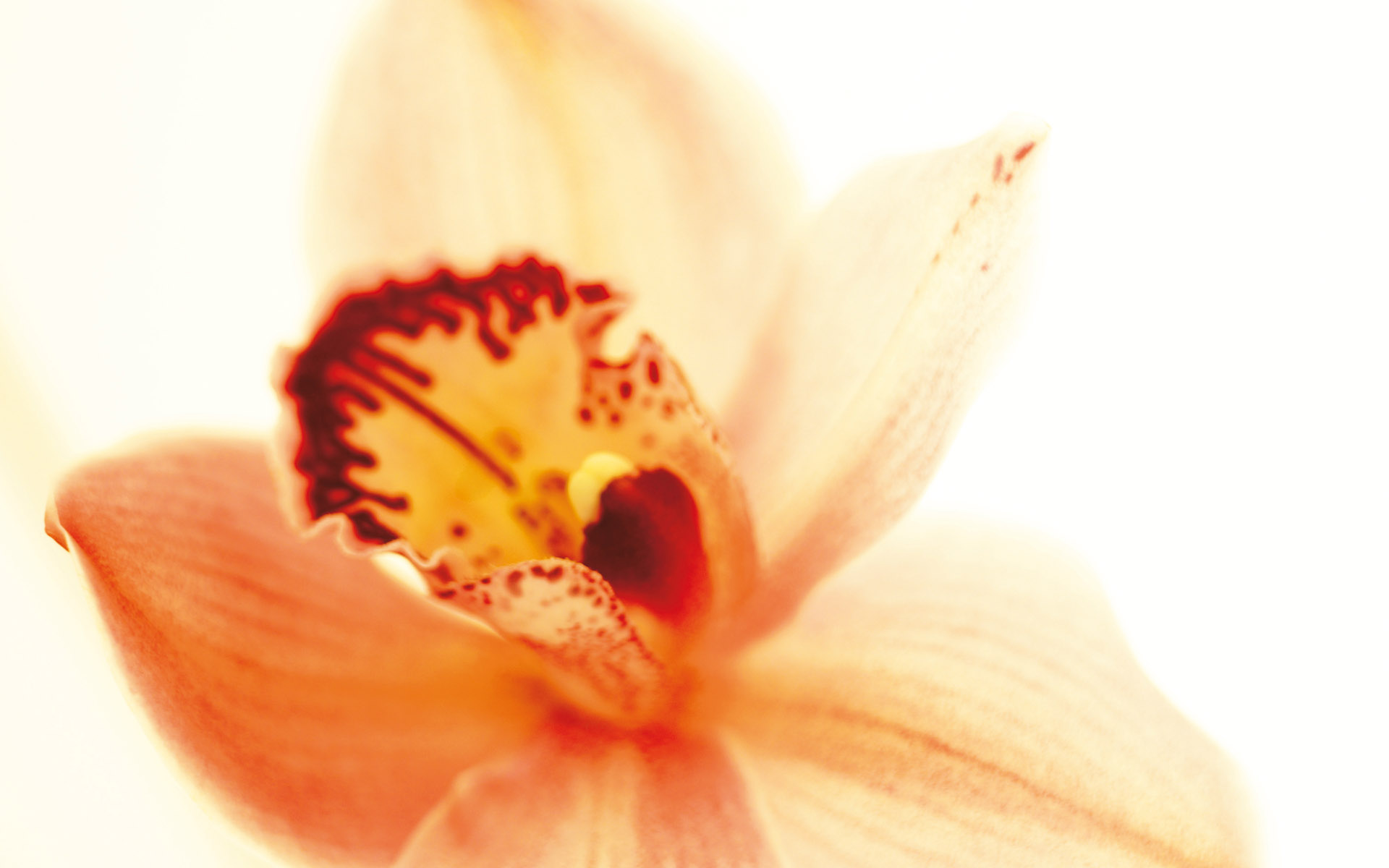 Обои цветок, лепестки, орхидея, крупным планом, flower, petals, orchid, closeup разрешение 1920x1200 Загрузить