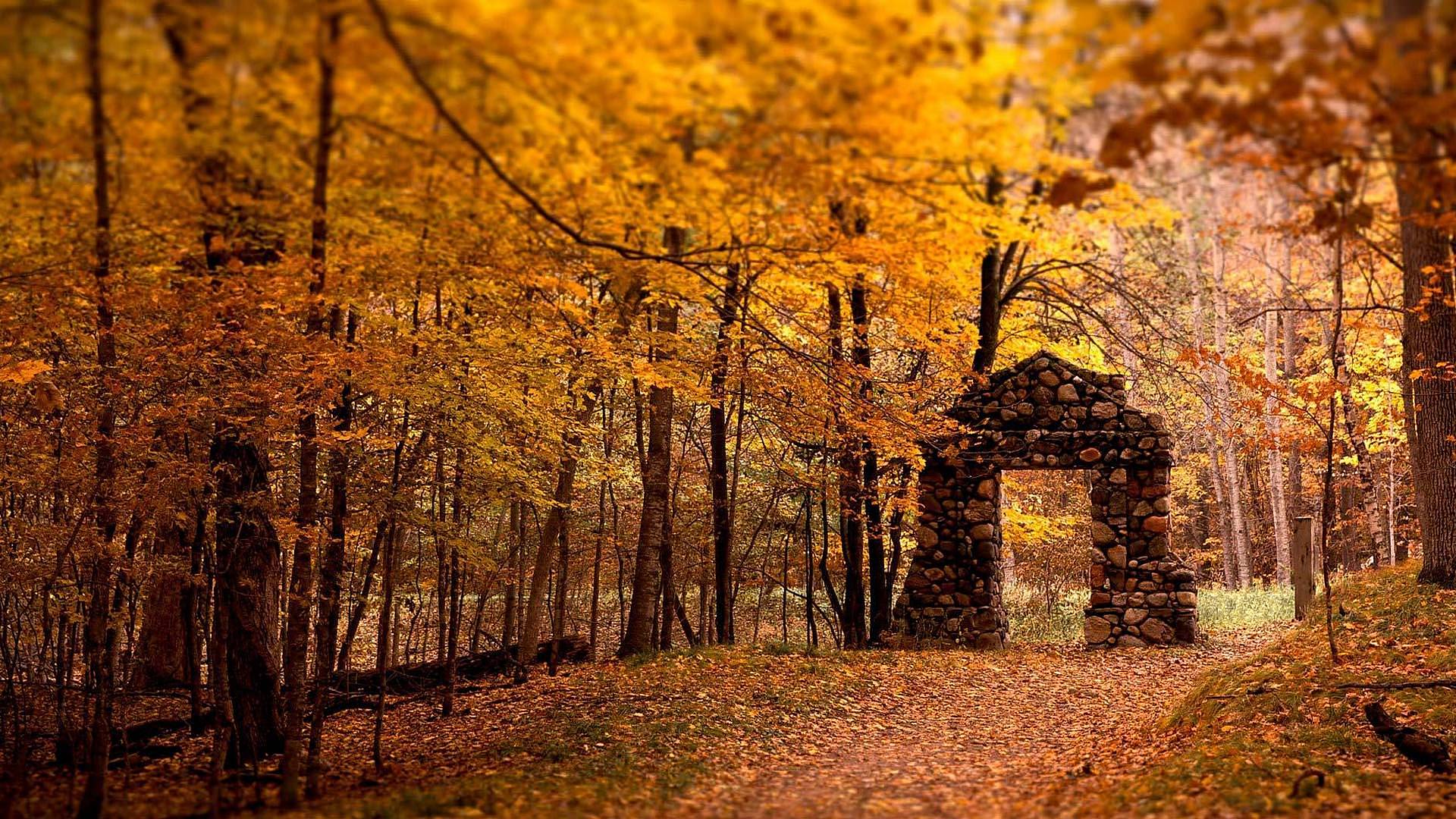 Обои деревья, лес, листья, листва, осень, тропа, trees, forest, leaves, foliage, autumn, trail разрешение 1920x1080 Загрузить