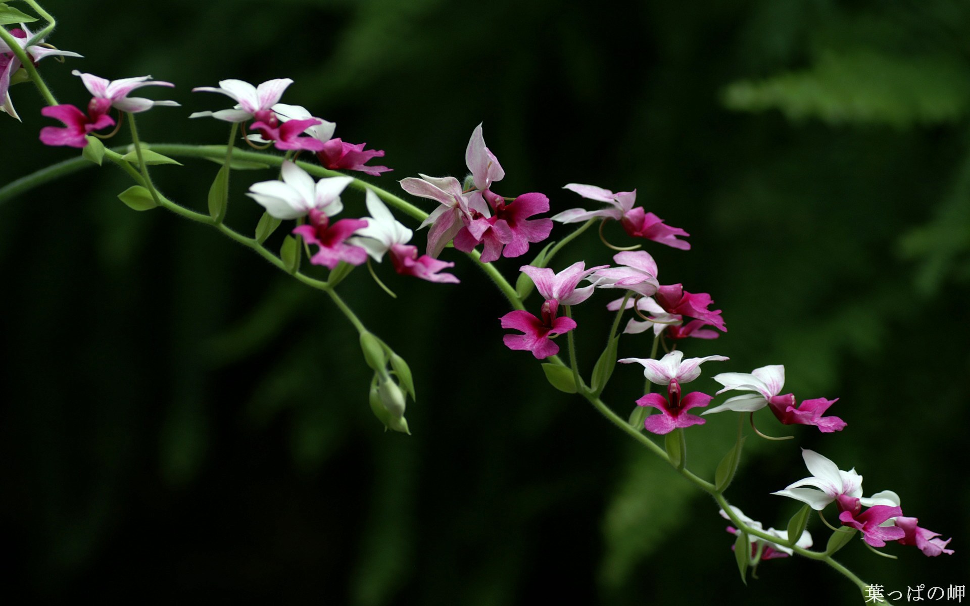 Обои цветы, темный фон, орхидеи, flowers, the dark background, orchids разрешение 1920x1200 Загрузить