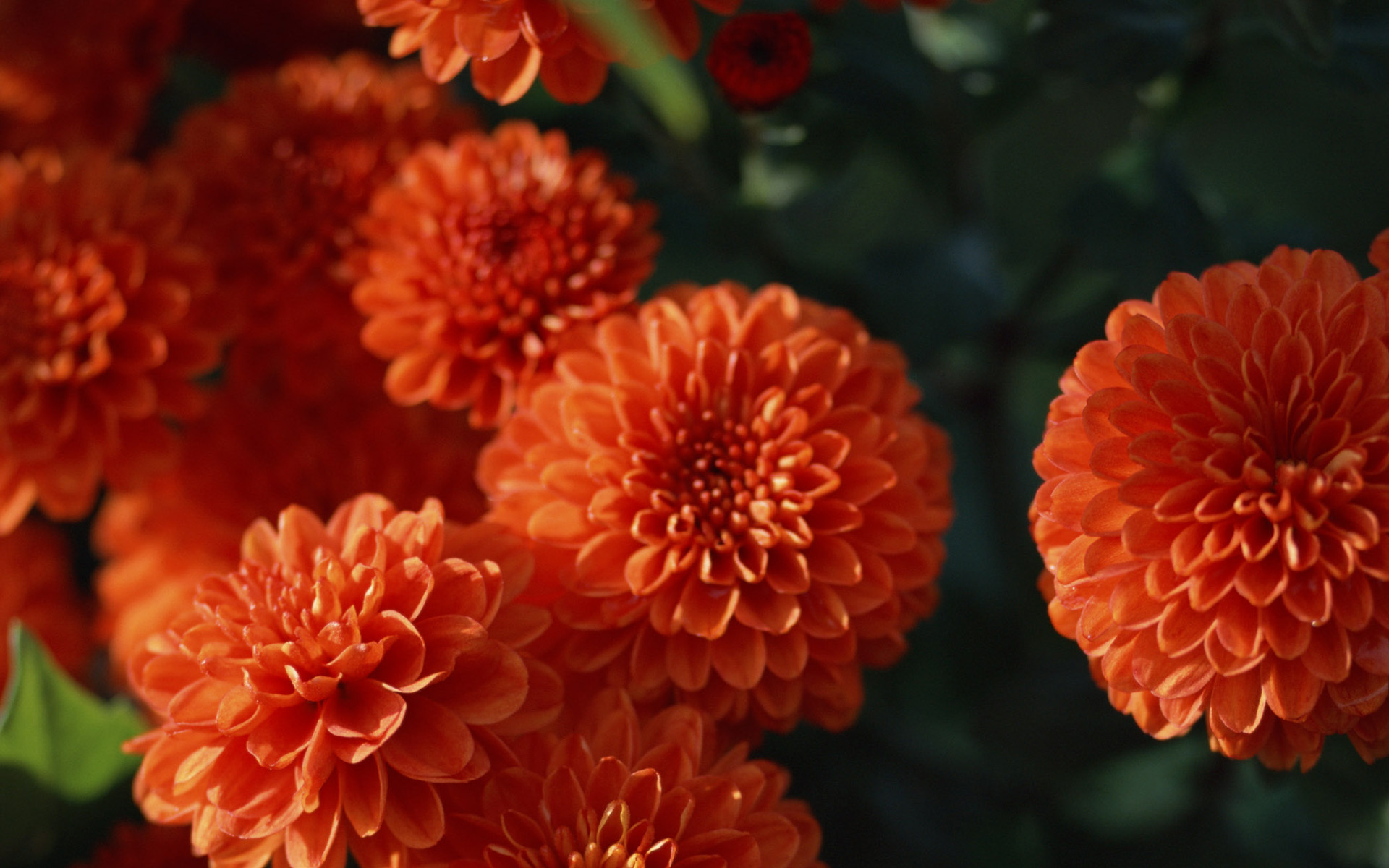 Обои цветы, оранжевый, георгины, flowers, orange, dahlias разрешение 1920x1200 Загрузить