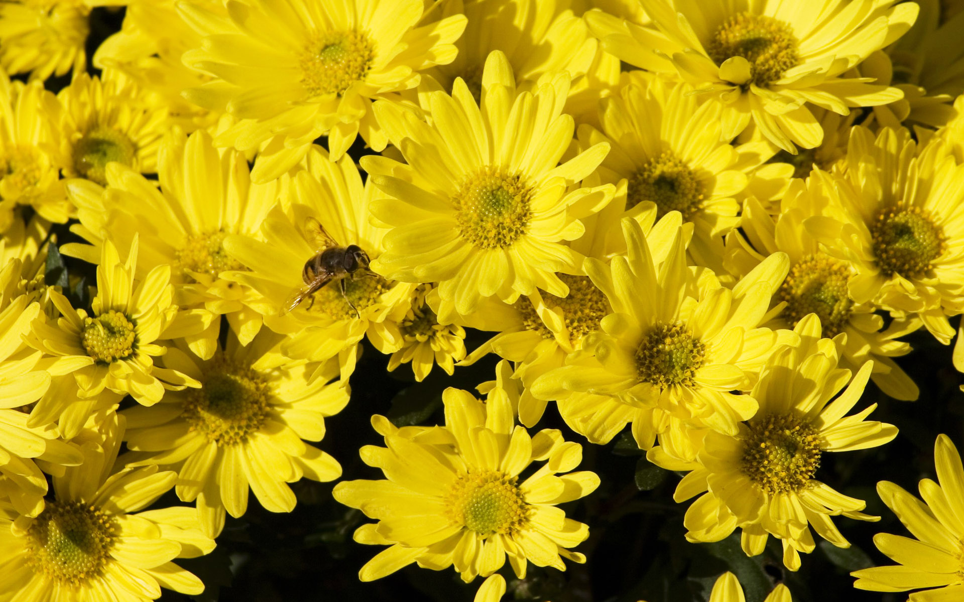 Обои цветы, желтые, хризантемы, flowers, yellow, chrysanthemum разрешение 1920x1200 Загрузить