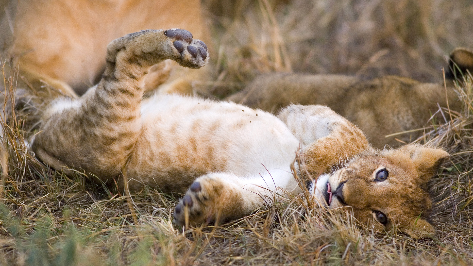 Обои трава, кошка, котенок, леопард, хищник, лев, львёнок, grass, cat, kitty, leopard, predator, leo, lion разрешение 1920x1080 Загрузить