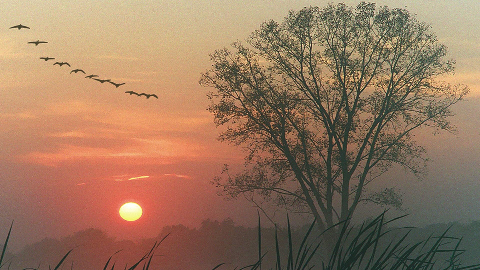 Утро солнце ветер небо. Картина журавлиный Клин Туманов. Природа птицы рассвет. Птицы улетают. Птицы на рассвете.