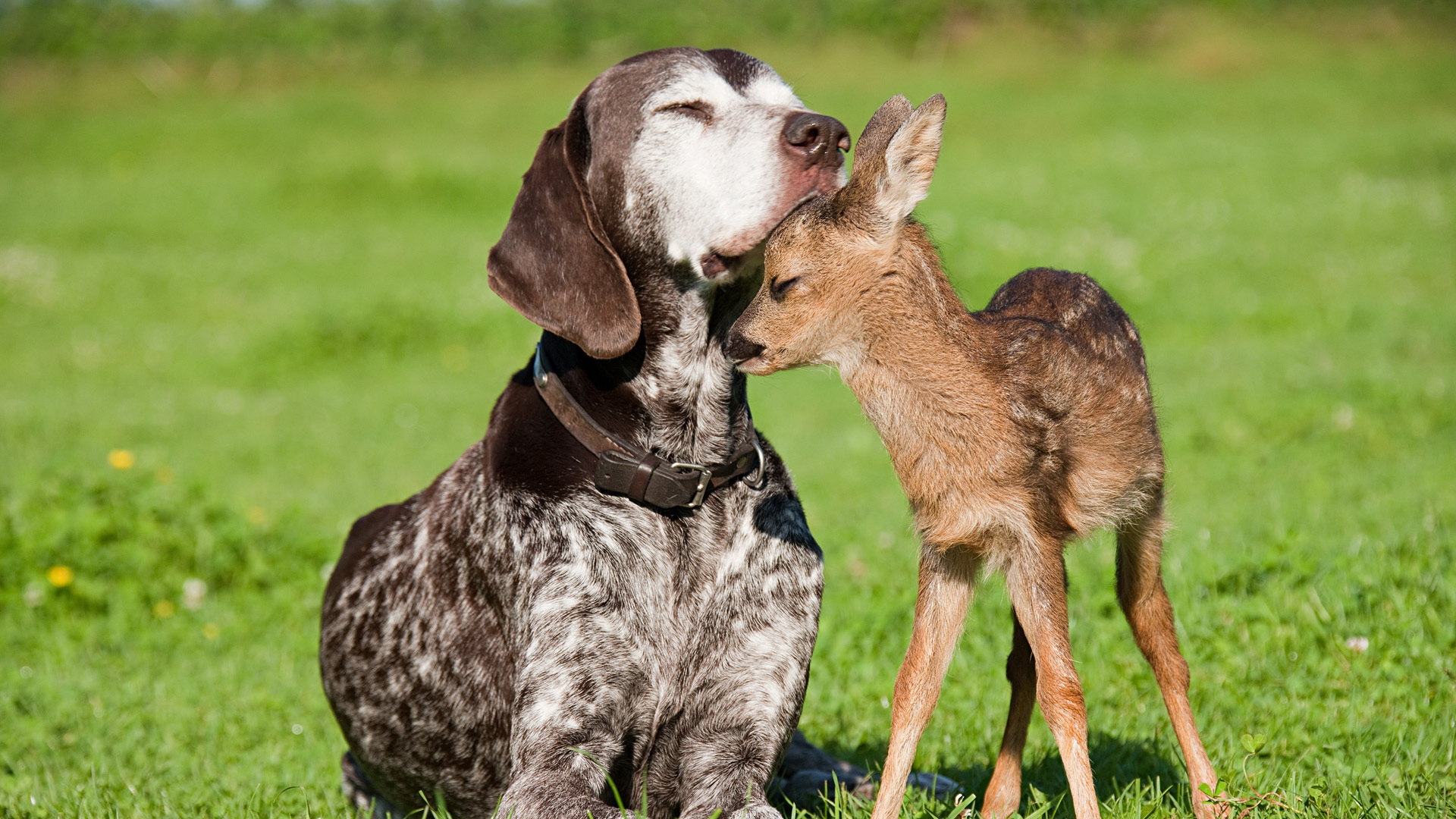 Обои нежность, дружба, доверие, tenderness, friendship, trust разрешение 1920x1080 Загрузить