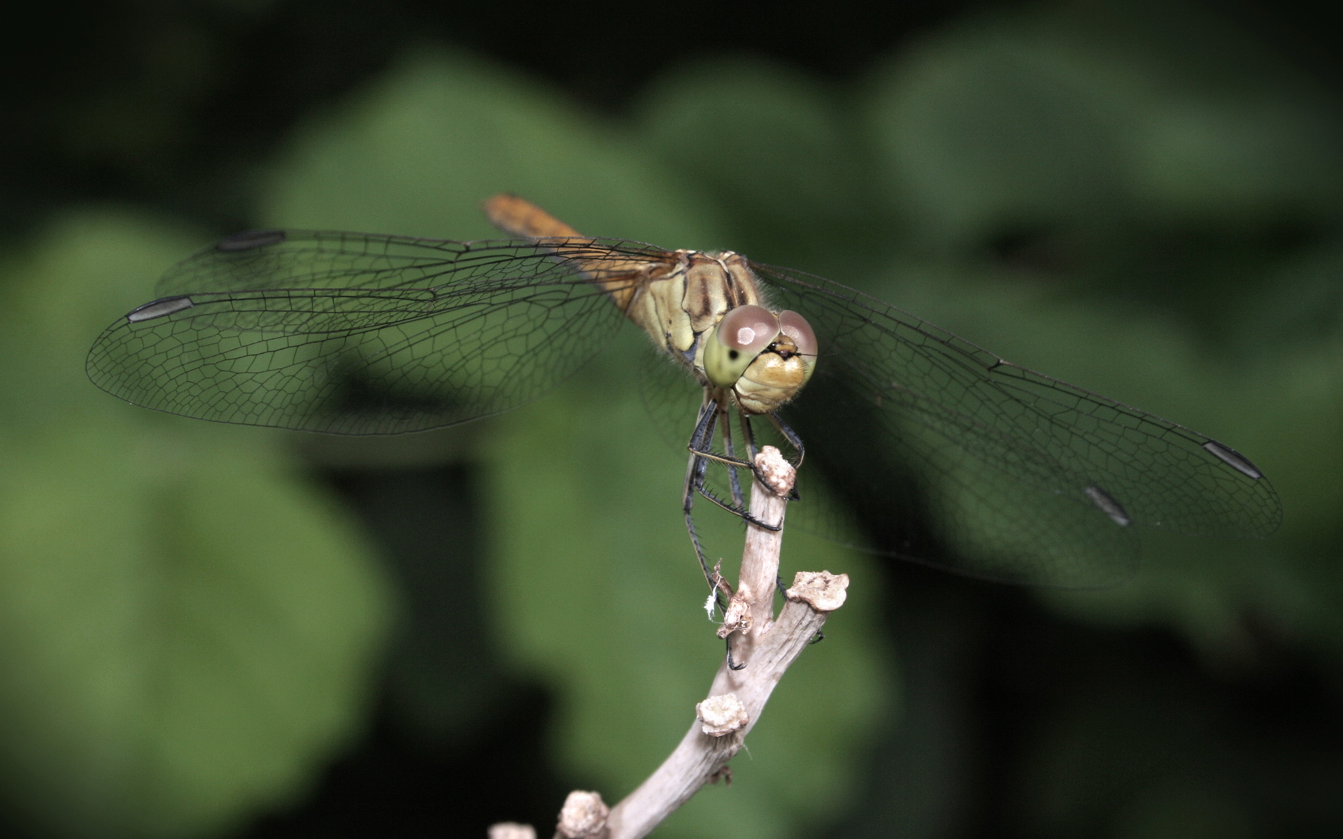 Обои стрекоза, dragonfly разрешение 1920x1200 Загрузить