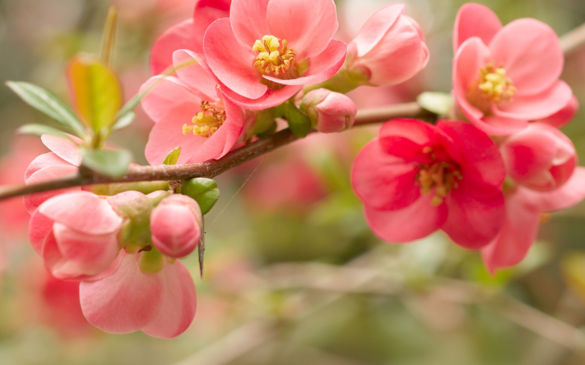 Обои цветы, ветка, цветение, весна, розовые, flowers, branch, flowering, spring, pink разрешение 1920x1200 Загрузить