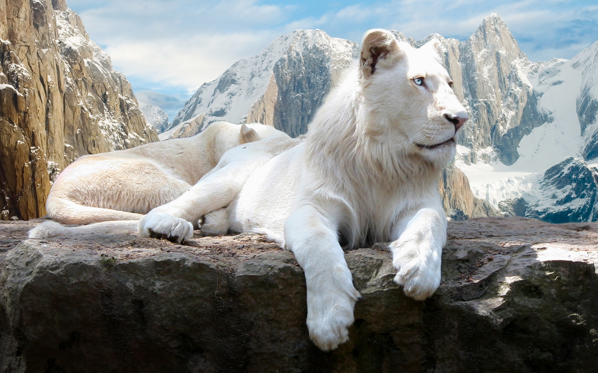 Обои скалы, белый, львы, лев, rocks, white, lions, leo разрешение 1920x1200 Загрузить