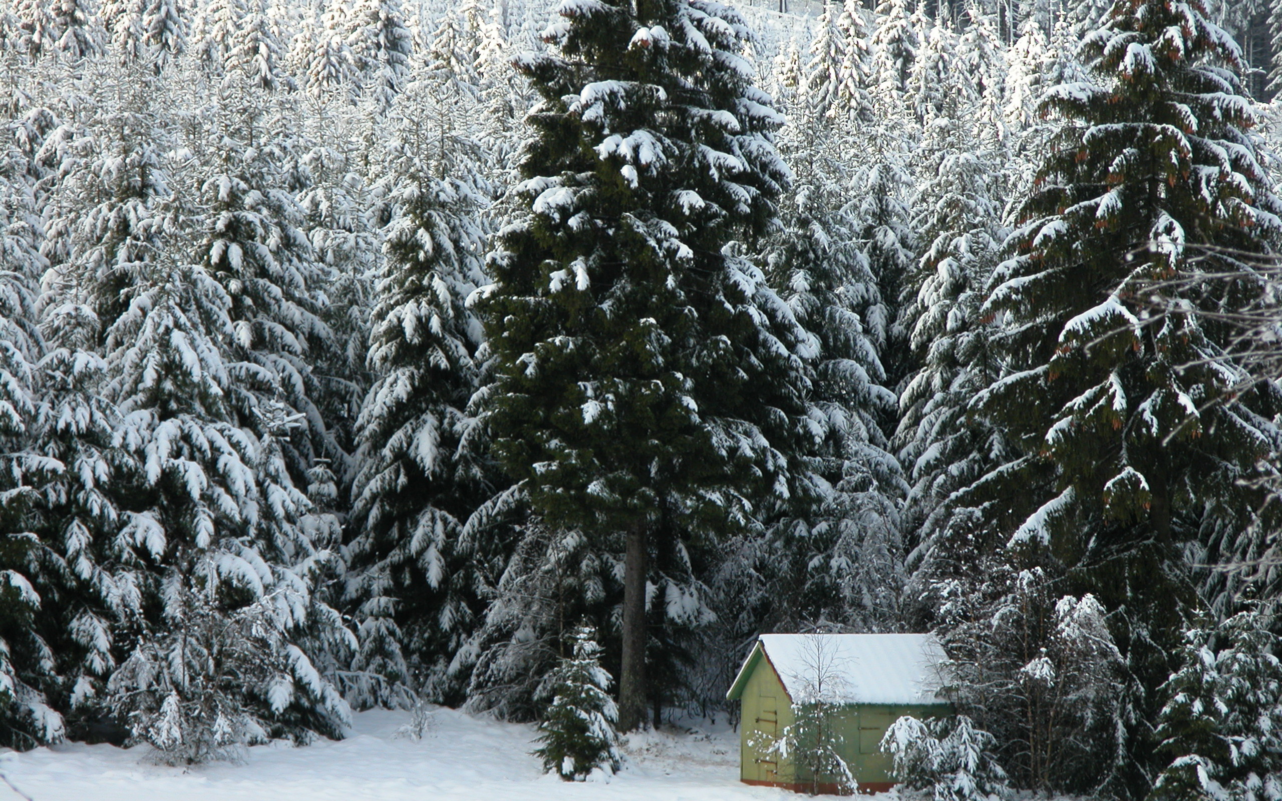 Обои деревья, снег, лес, зима, домик, ели, trees, snow, forest, winter, house, ate разрешение 2560x1600 Загрузить