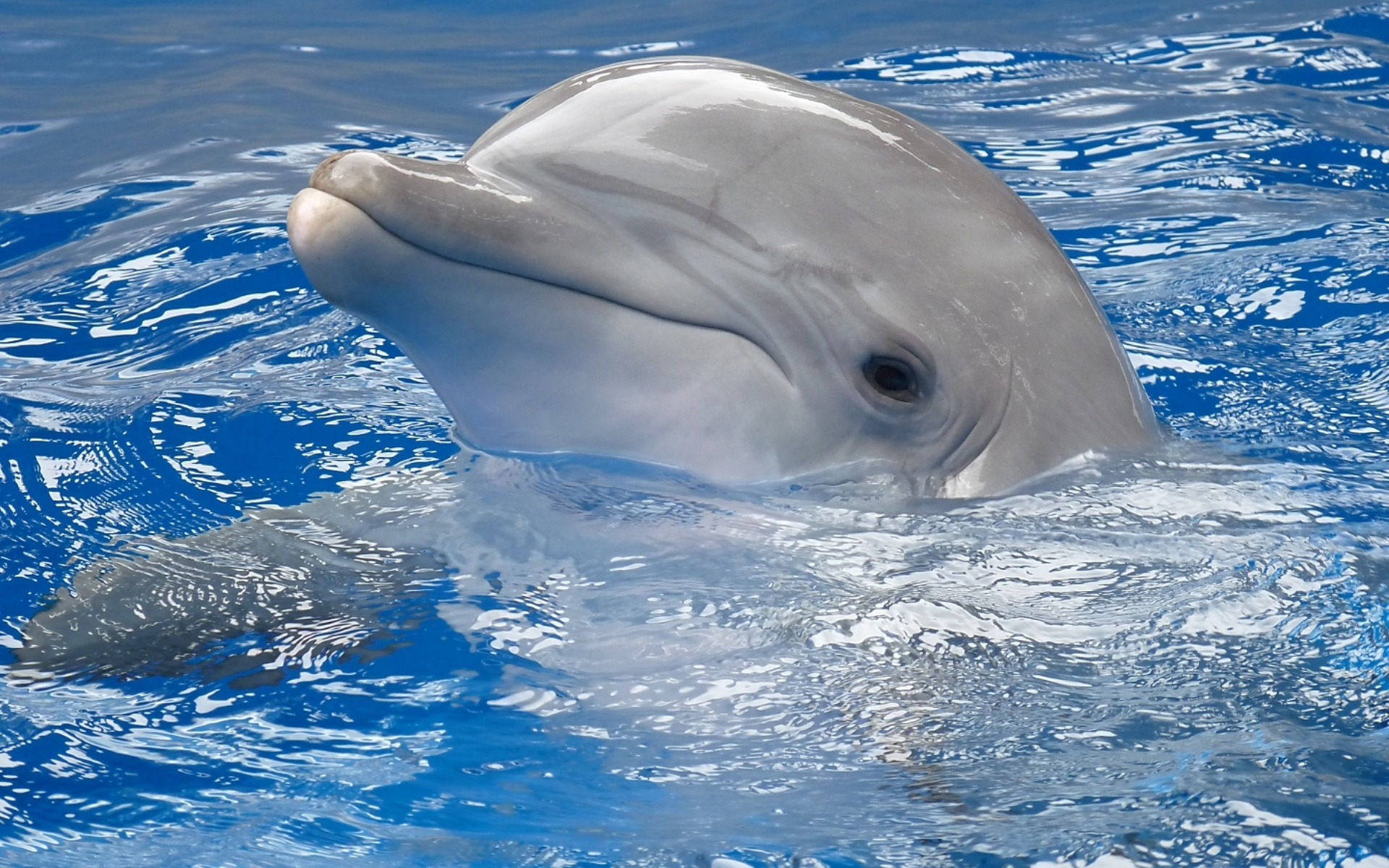 Живые плавающие обои. Дельфин-Афалина. Соталия Дельфин. Белый Дельфин Sotalia fluviatilis). Афалина белая.