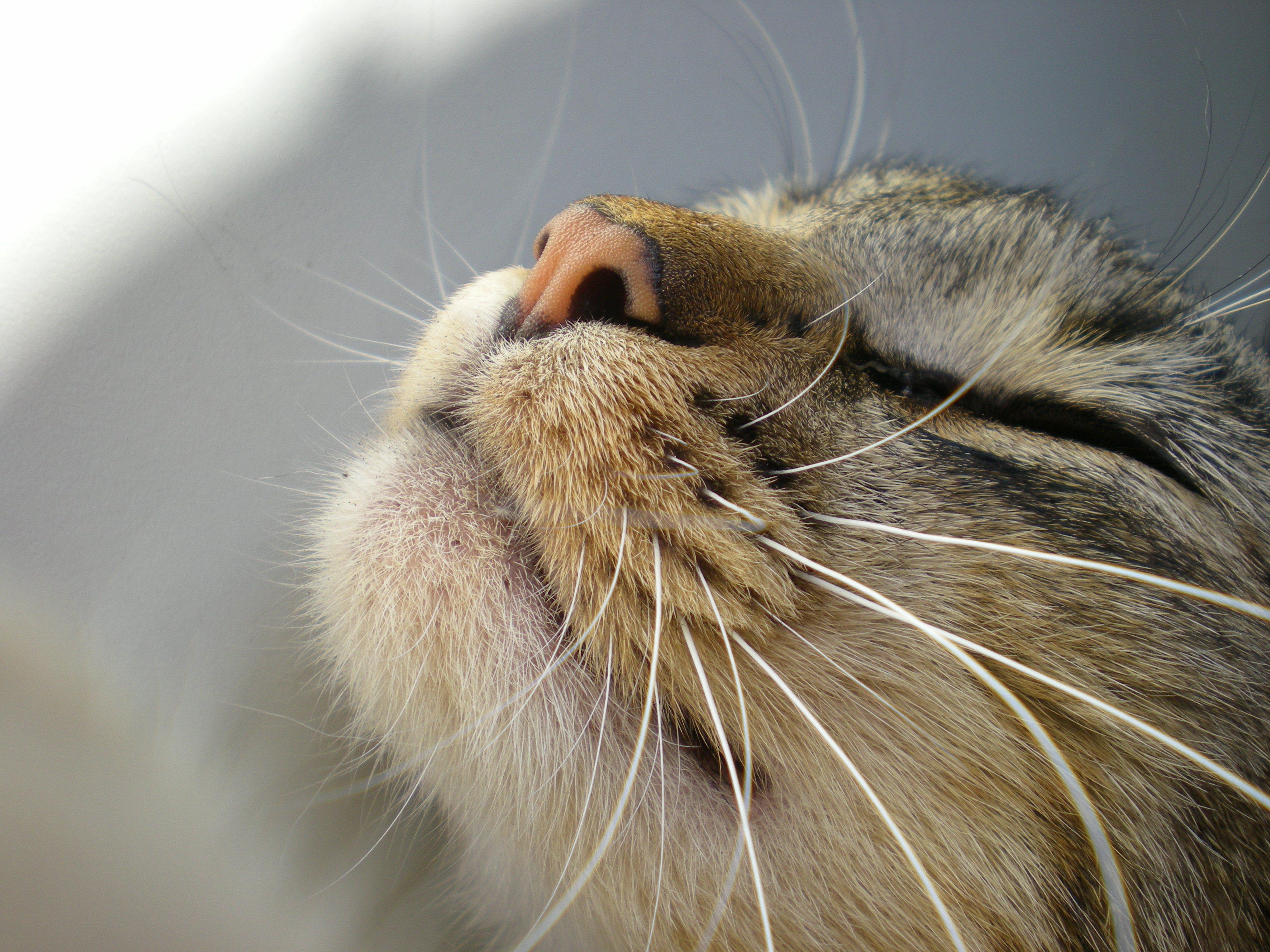 Кошка вода нос. Довольный кот. Кошачьи Вибриссы. Вибриссы у кошек. Усы кошачьи.