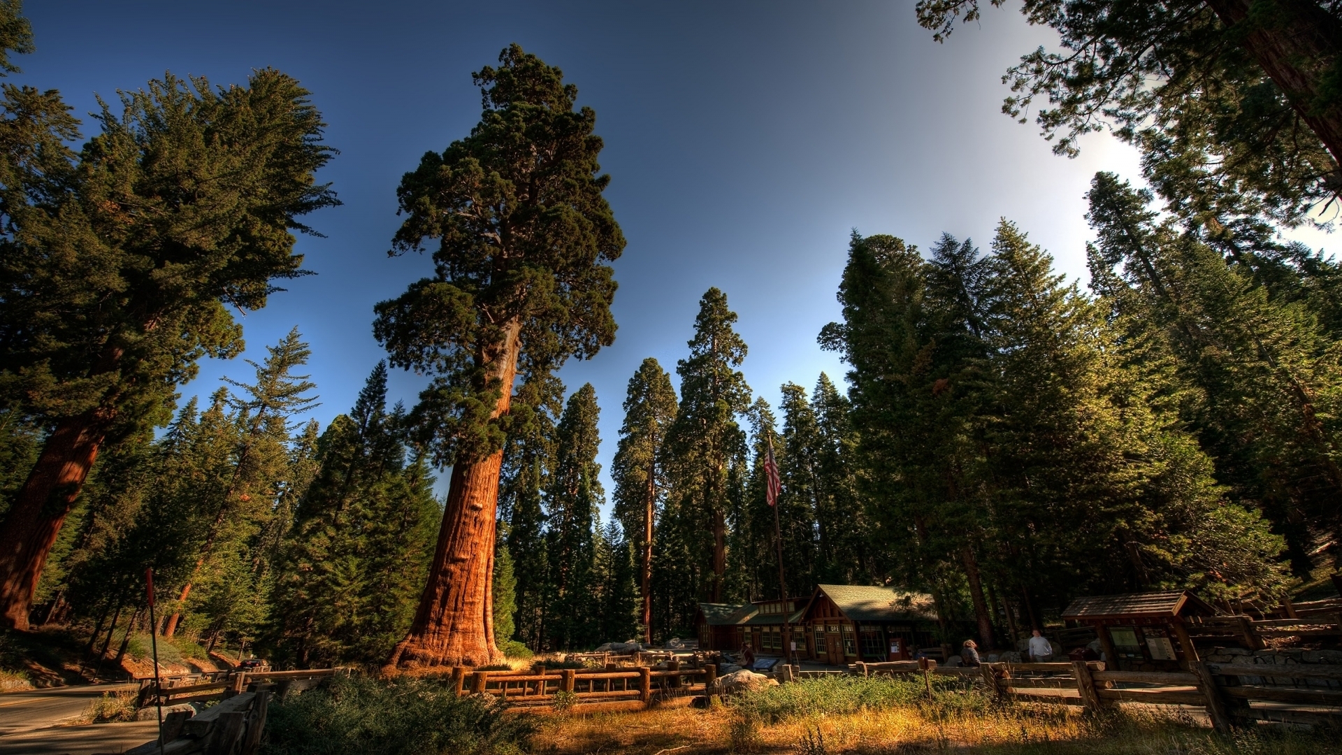 Обои деревья, лес, стволы, домики, калифорния, sequoia national park, секвойи, секвойя, национальный парк секвойя, турбаза, trees, forest, trunks, houses, ca, sequoia разрешение 1920x1080 Загрузить
