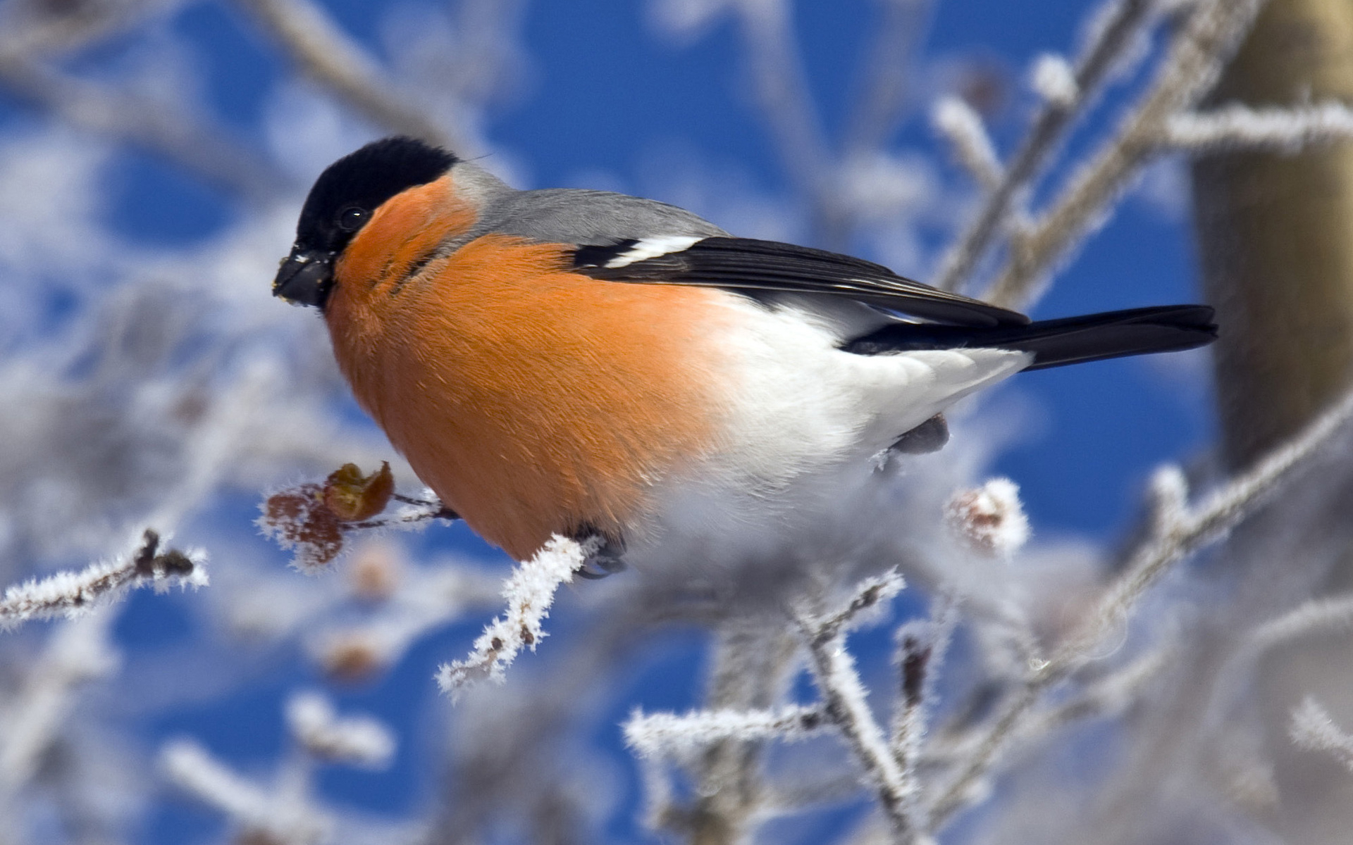 Обои снегирь, bullfinch разрешение 1920x1200 Загрузить