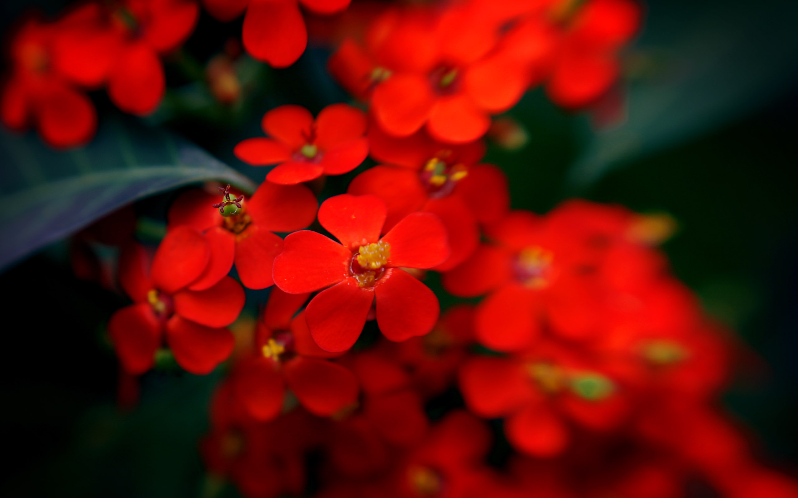 Алый замечать. Красный цветок. Мелкие красные цветочки. Яркие красные цветы. Маленькие красные цветы.