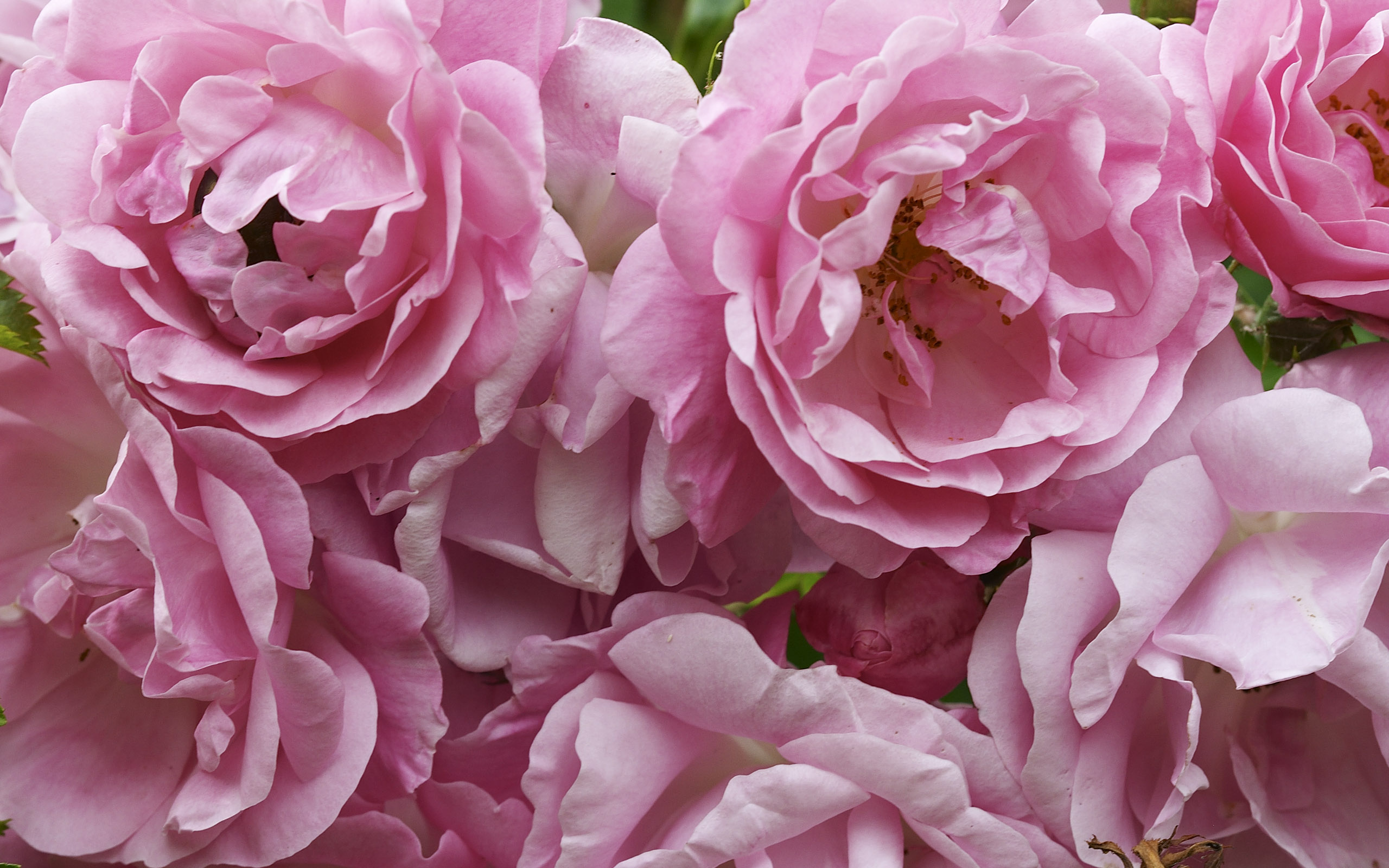 Обои цветы, лепестки, пионы, flowers, petals, peonies разрешение 2560x1600 Загрузить