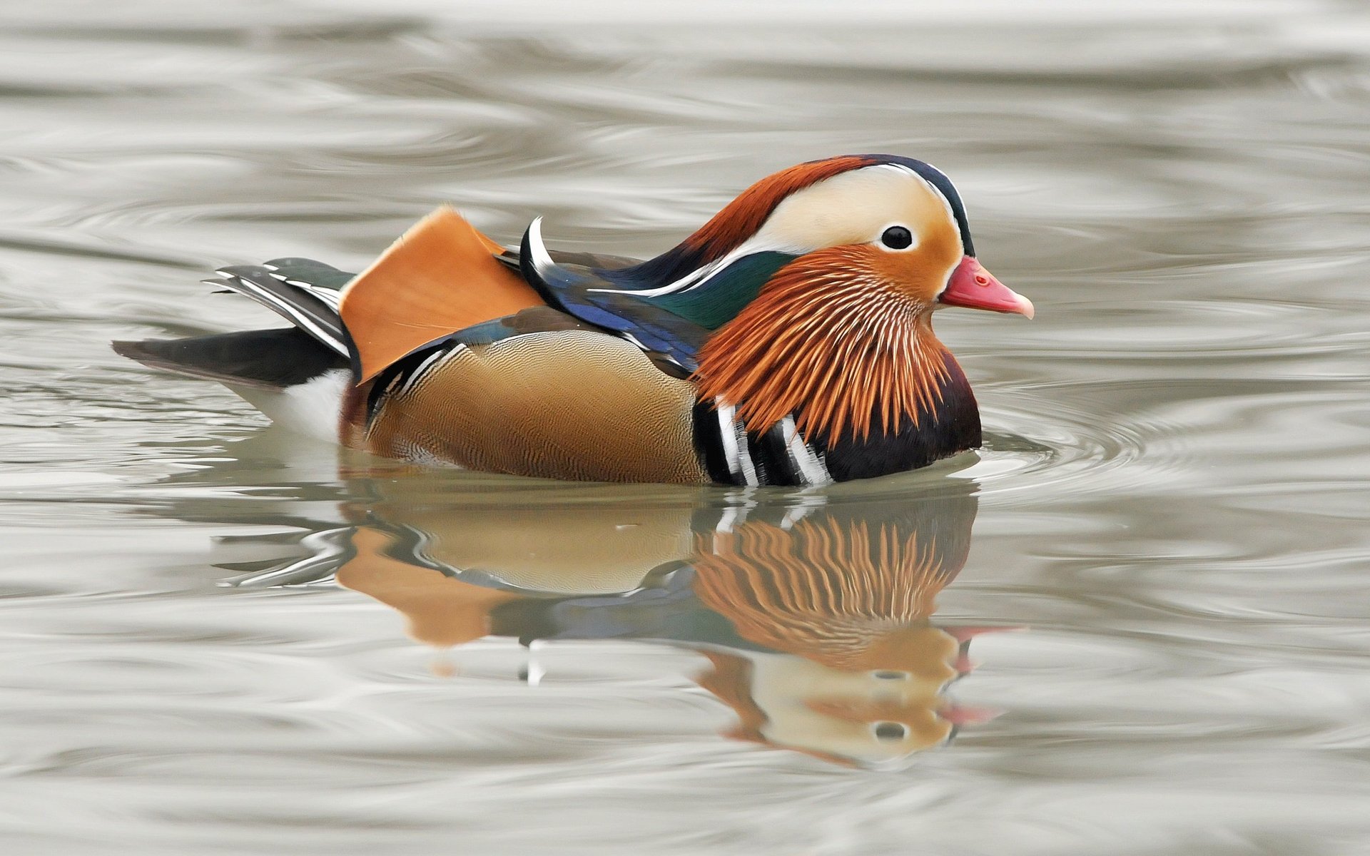 Обои водоем, птица, клюв, перья, утка, мандаринка, pond, bird, beak, feathers, duck, tangerine разрешение 1920x1200 Загрузить