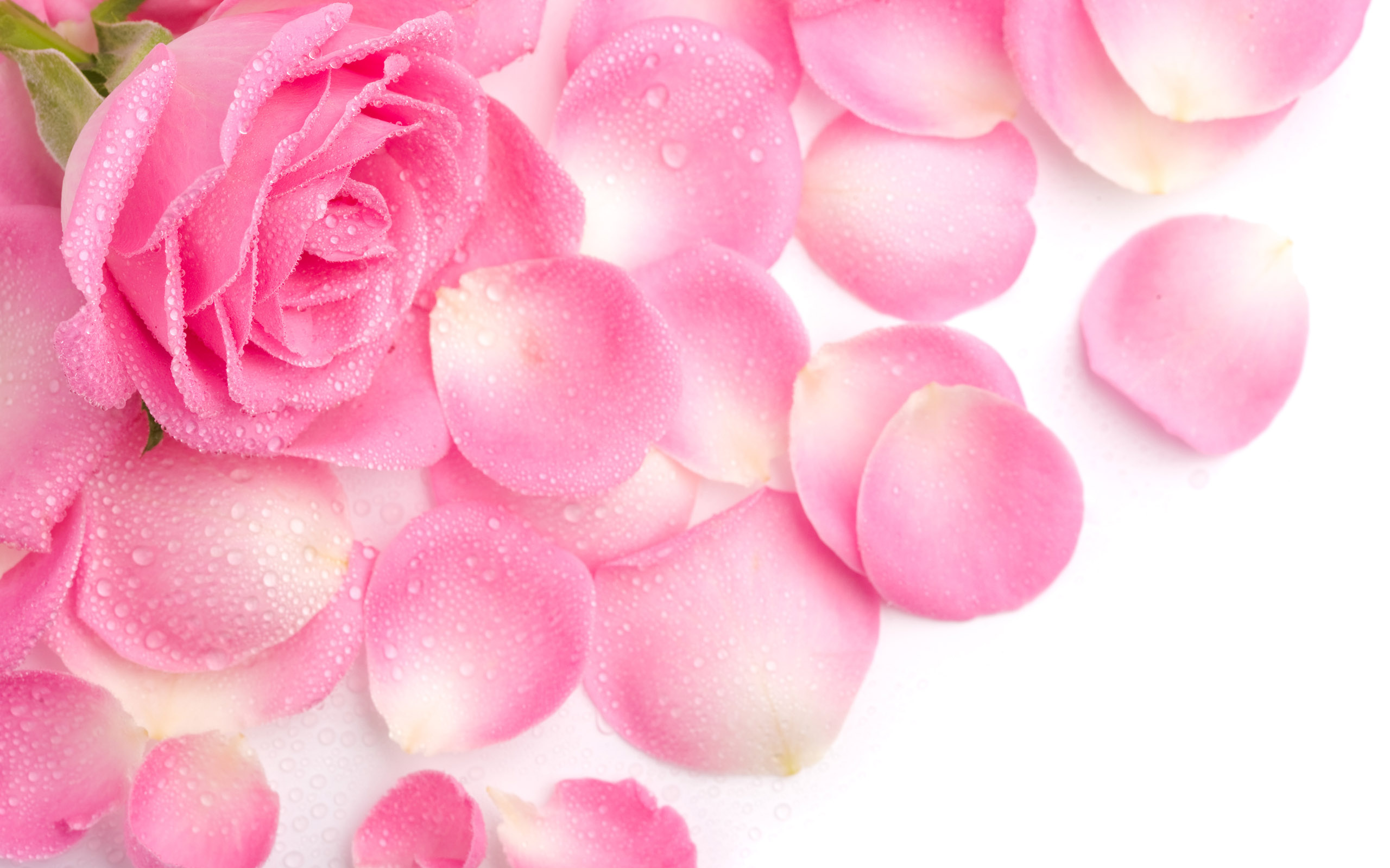 Обои цветок, роса, капли, роза, лепестки, розовая, flower, rosa, drops, rose, petals, pink разрешение 2560x1600 Загрузить