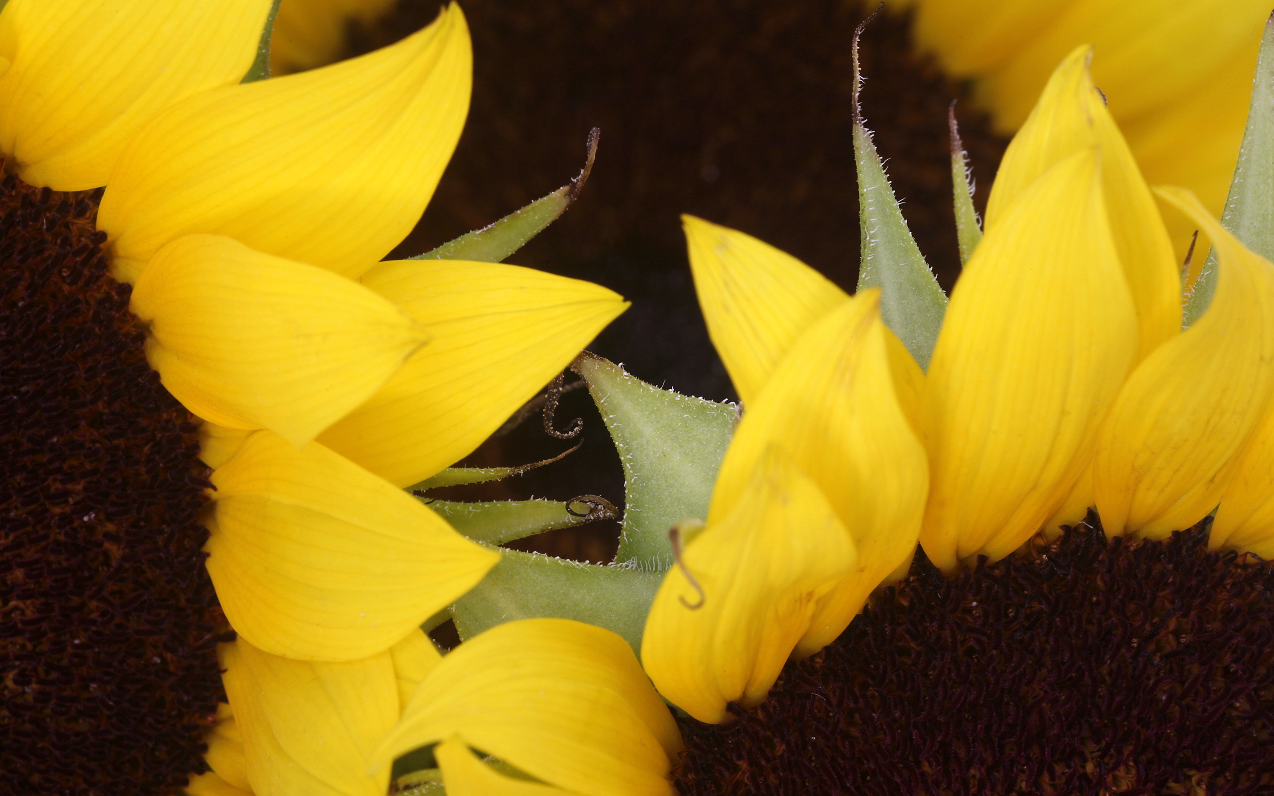 Обои цветы, макро, лето, лепестки, подсолнух, подсолнухи, желтые, flowers, macro, summer, petals, sunflower, sunflowers, yellow разрешение 2560x1600 Загрузить