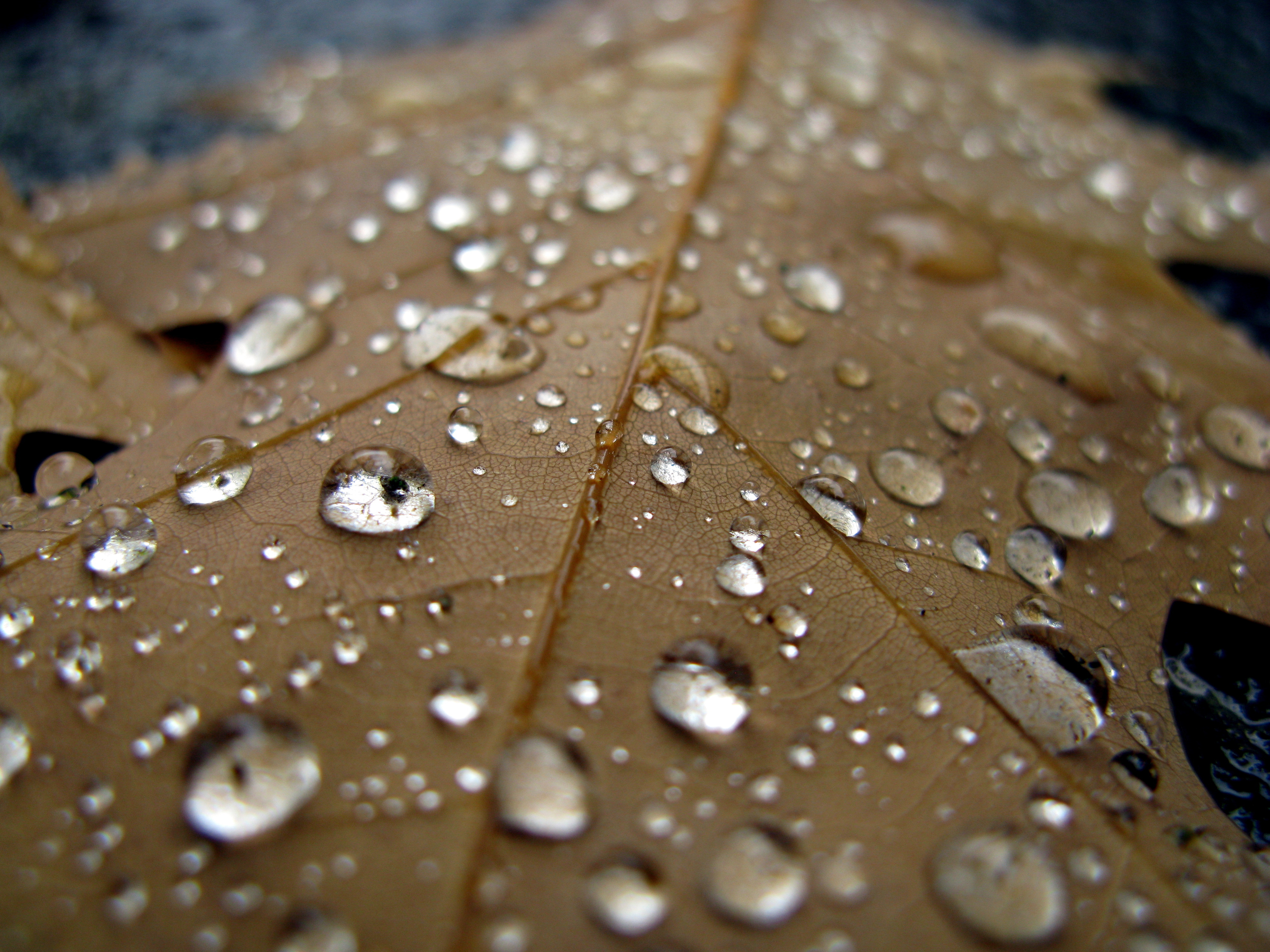 Капли дождя на листках без смс