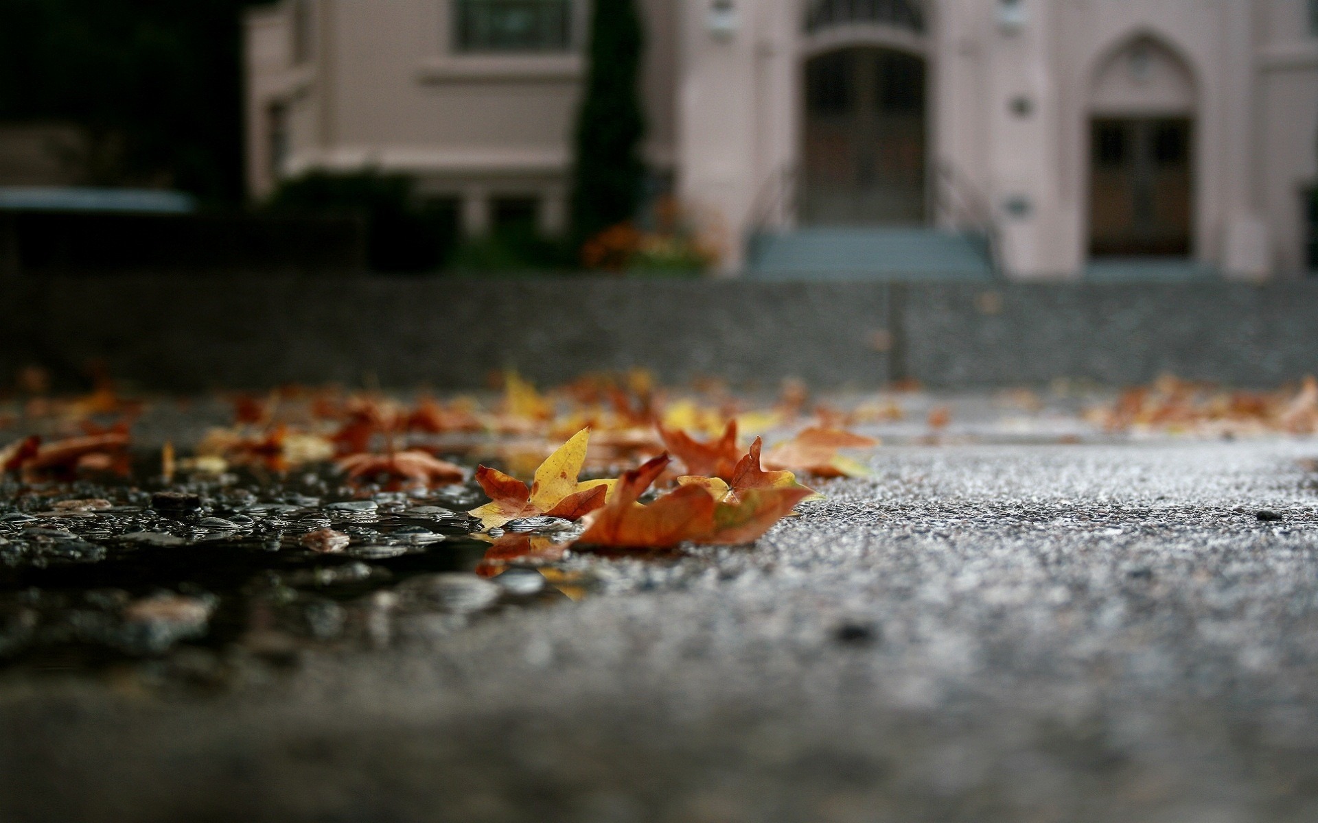 Опавшие на тротуар листья загрузить