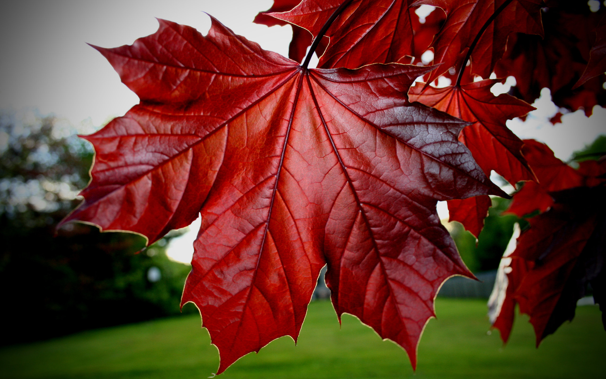 Обои листья, осень, красные, клен, кленовый лист, leaves, autumn, red, maple, maple leaf разрешение 2560x1600 Загрузить