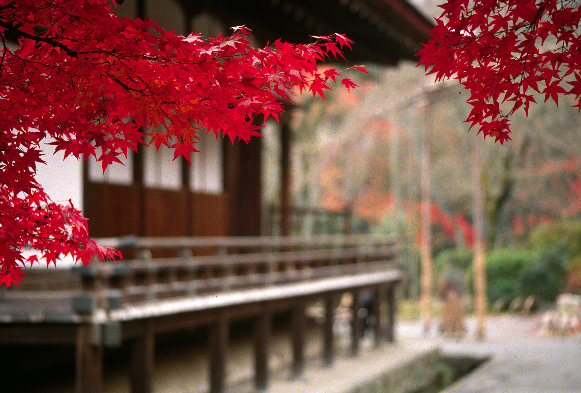 Обои дерево, листья, пейзаж, осень, япония, ветвь, tree, leaves, landscape, autumn, japan, branch разрешение 2000x1353 Загрузить