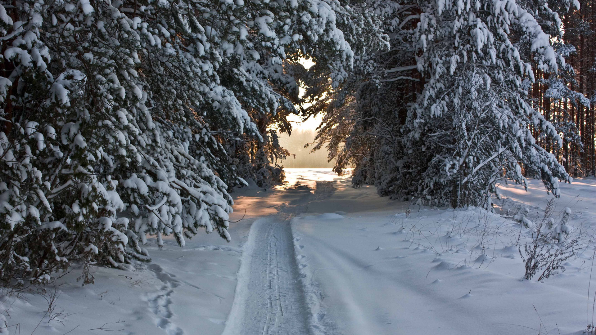 зима снег дорога лес загрузить