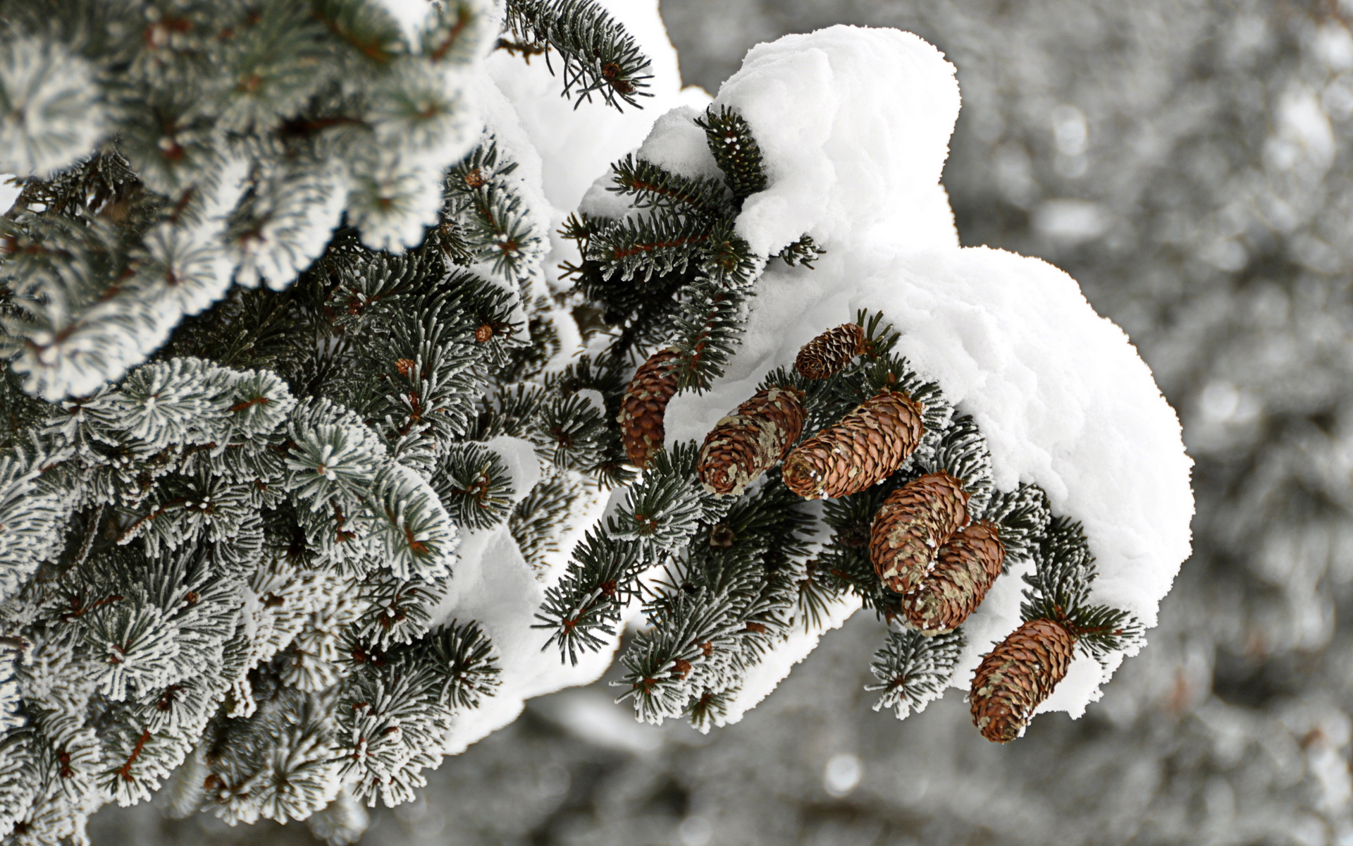 Обои ветка, снег, дерево, зима, иней, ель, шишки, branch, snow, tree, winter, frost, spruce, bumps разрешение 1920x1200 Загрузить