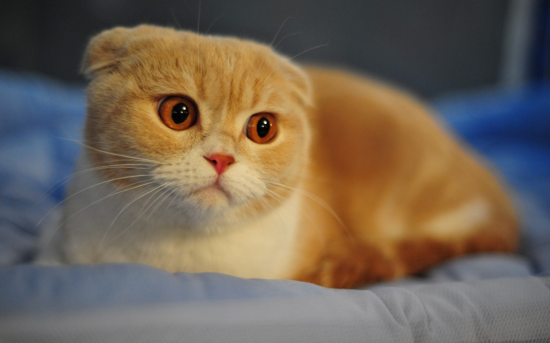 Обои рыжий кот, шотландская вислоухая кошка, red cat, scottish fold cat разрешение 1920x1200 Загрузить