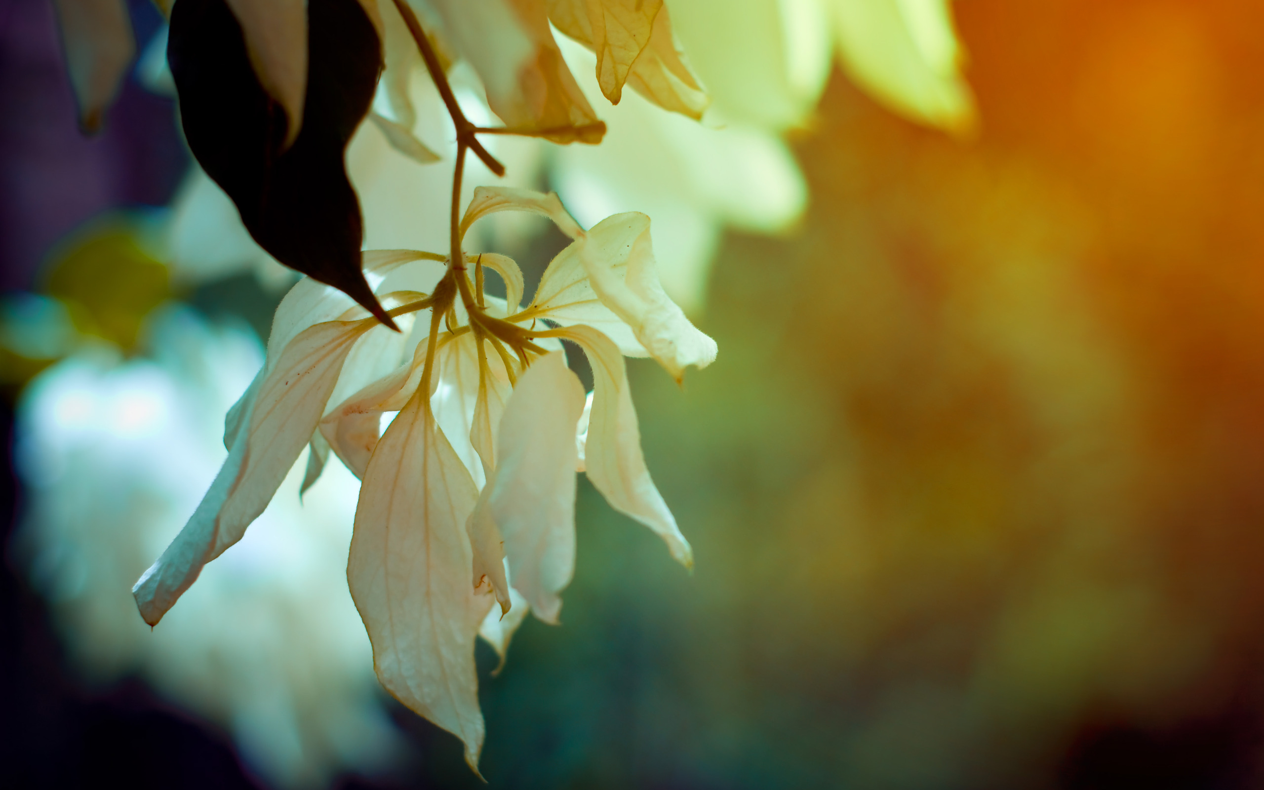 Обои цветы, ветка, листья, макро, лепестки, весна, flowers, branch, leaves, macro, petals, spring разрешение 2560x1600 Загрузить