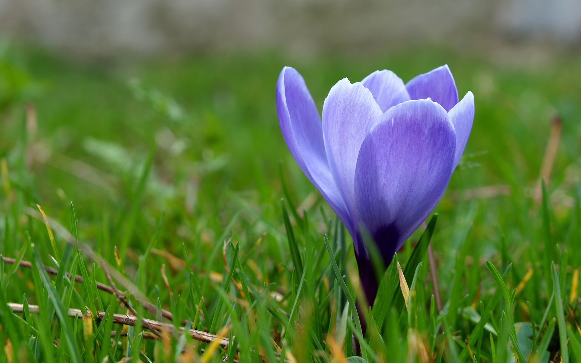 Обои трава, макро, синий, цветок, весна, первоцвет, крокус, grass, macro, blue, flower, spring, primrose, krokus разрешение 1920x1200 Загрузить