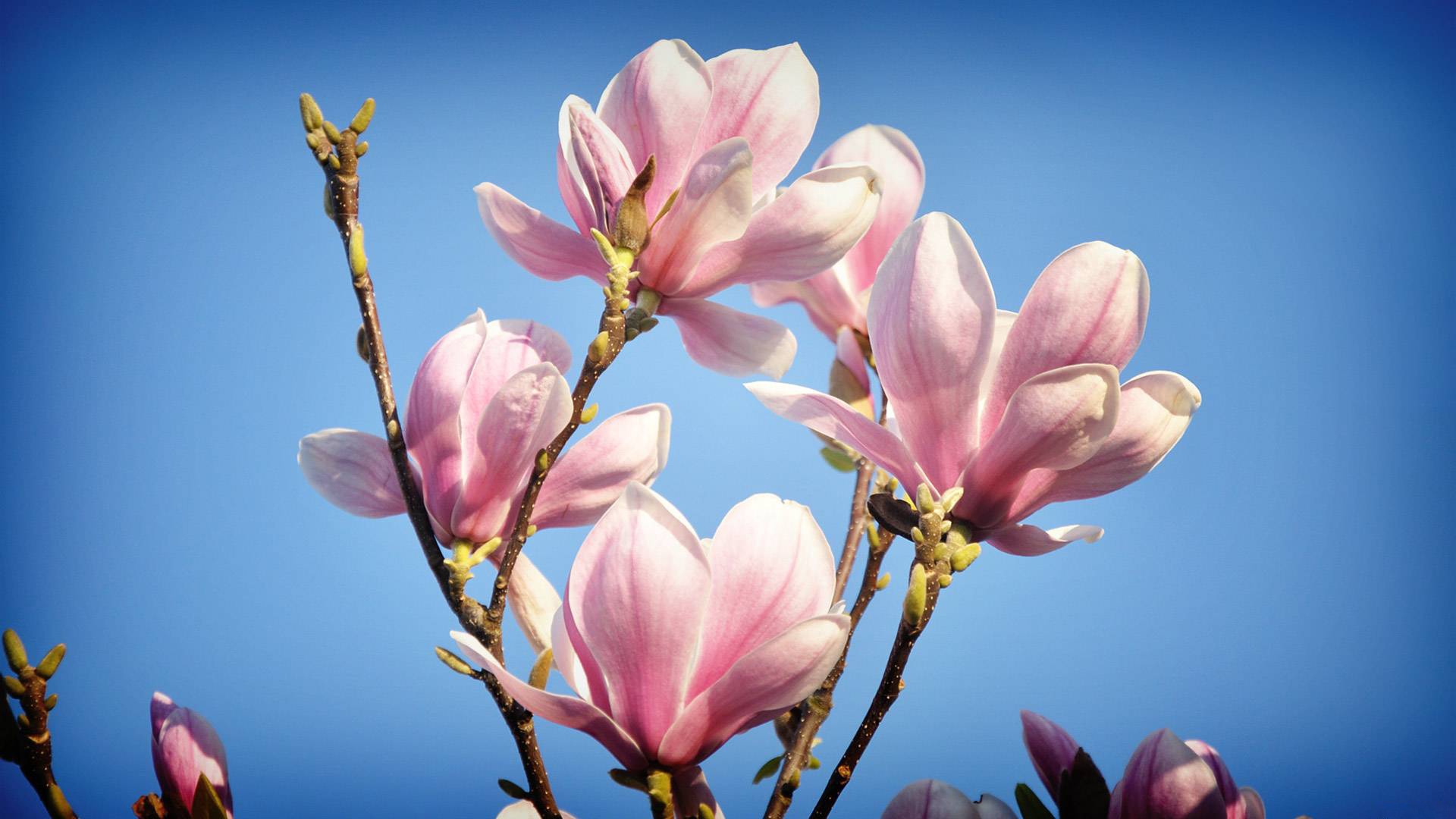 Обои цветы, цветение, весна, магнолия, flowers, flowering, spring, magnolia разрешение 1920x1080 Загрузить