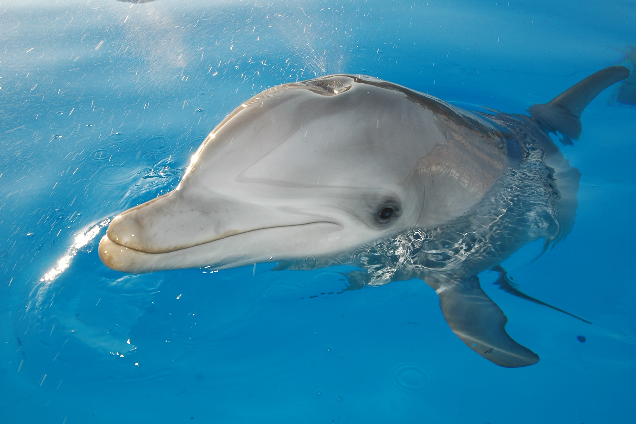 Дельфин живет в воде. Дельфин-Афалина. Морские млекопитающие дельфины. Дельфин млекопитающий. Дыхало у дельфинов.