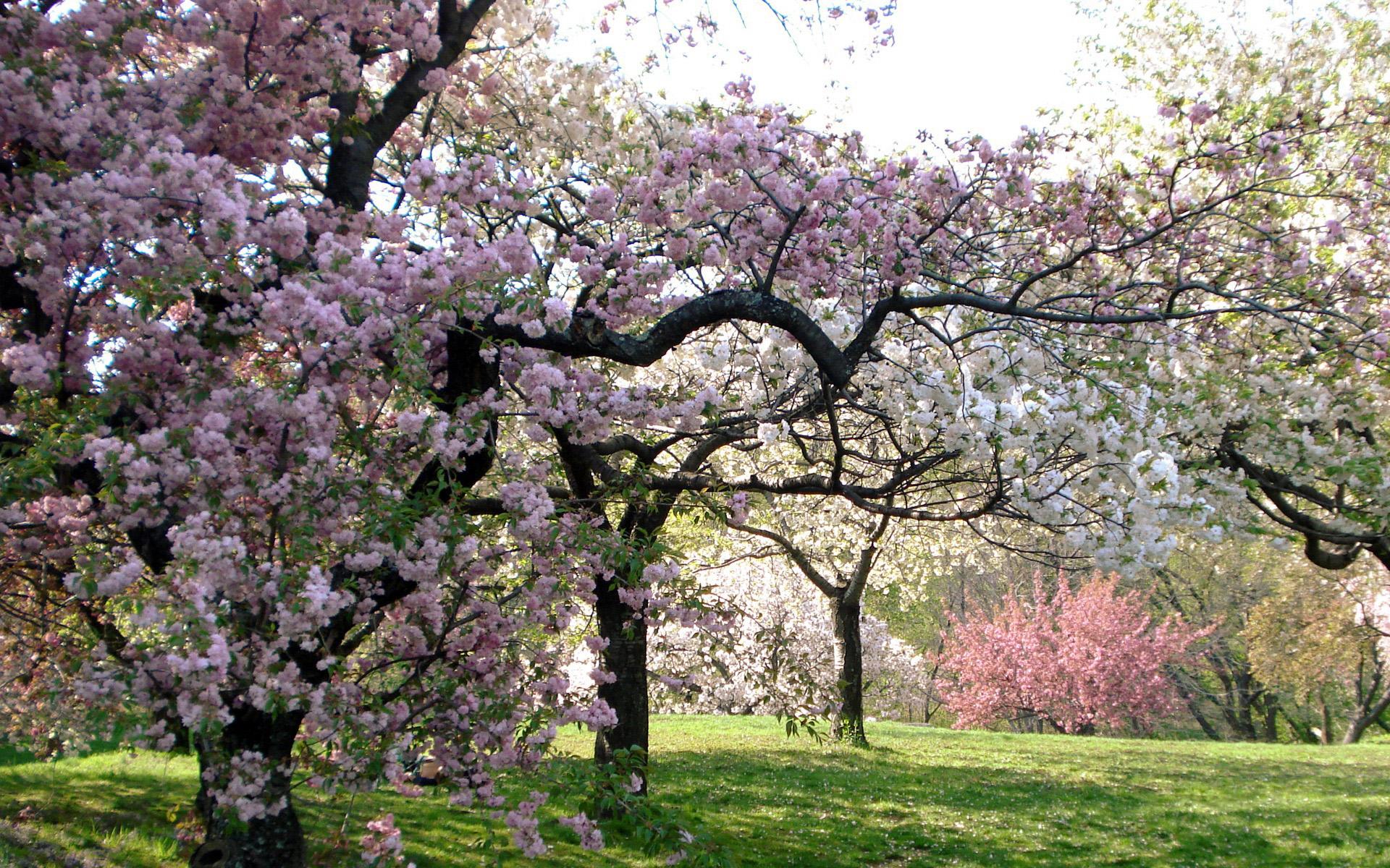 Мерседес под цветущими деревьями скачать
