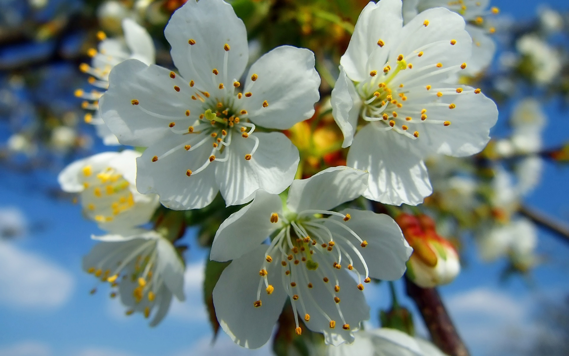 Обои цветение, весна, вишня, белые, flowering, spring, cherry, white разрешение 1920x1200 Загрузить