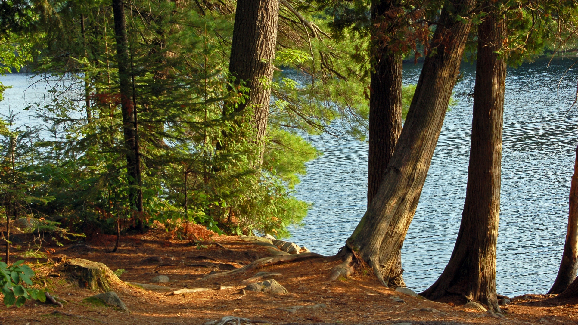 Озеро Сосновый Бор лиственница апрель