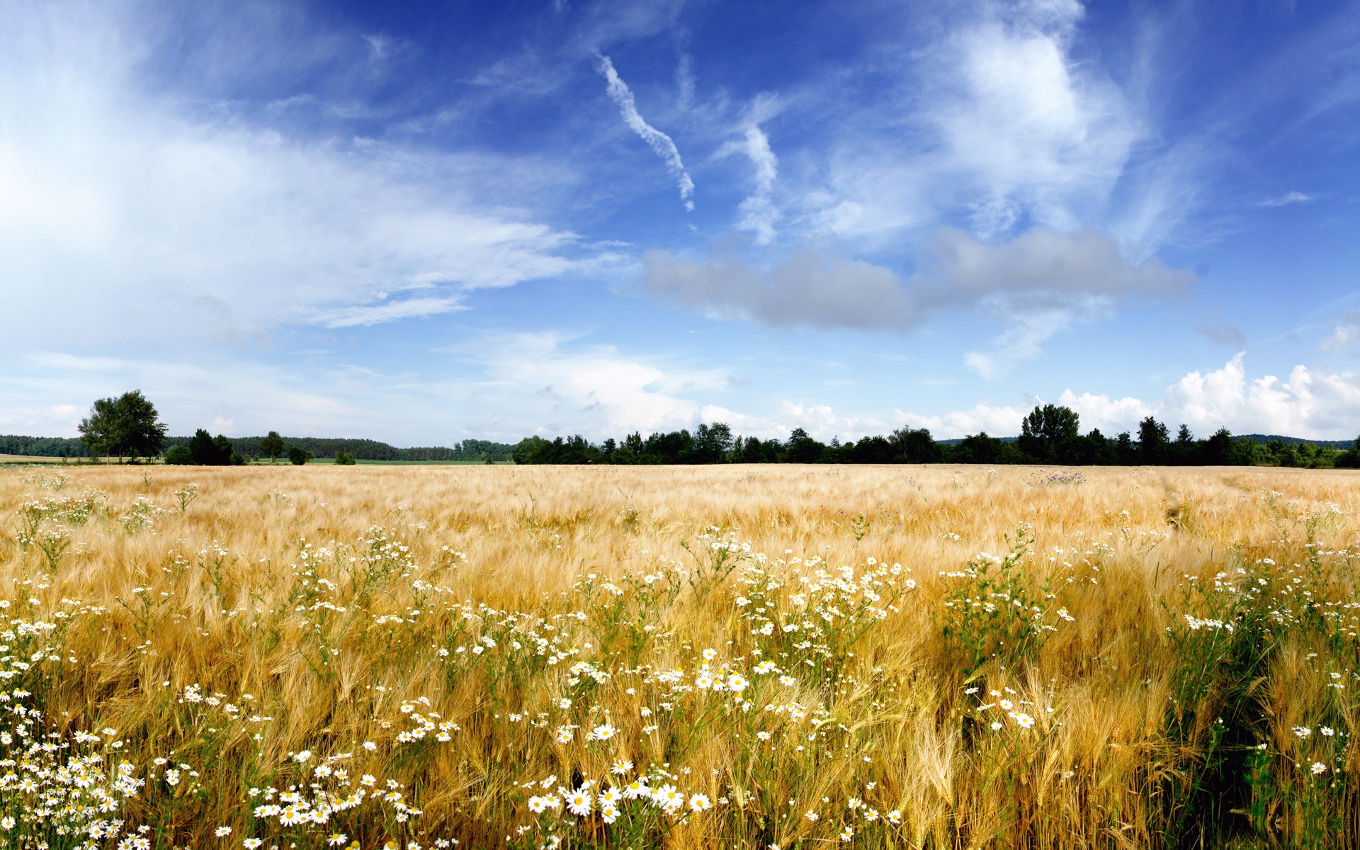 Обои небо, цветы, облака, поле, пшеница, ромашки, the sky, flowers, clouds, field, wheat, chamomile разрешение 1920x1200 Загрузить