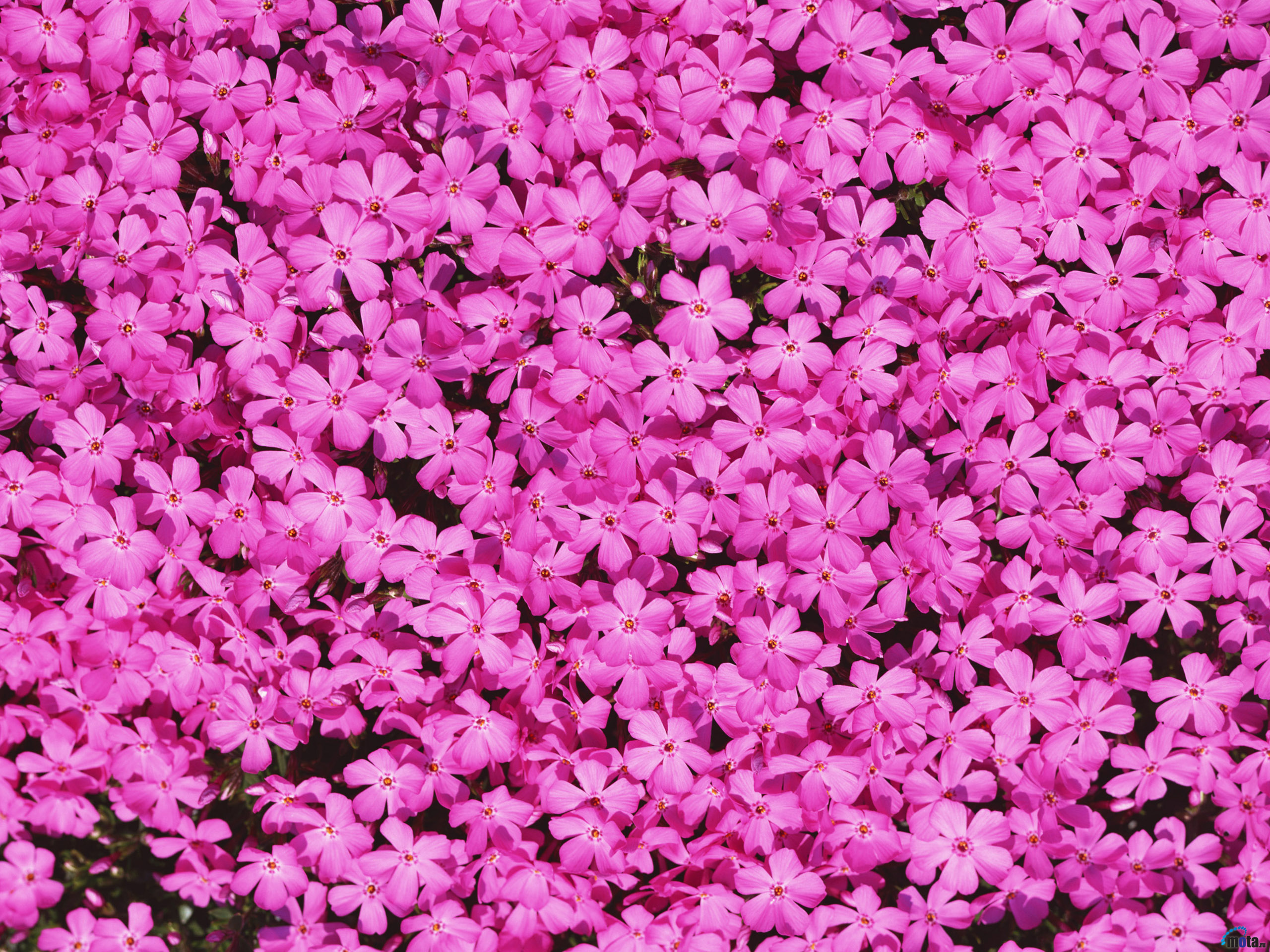 Обои цветы, лепестки, розовые, флоксы, flowers, petals, pink, phlox разрешение 2560x1920 Загрузить