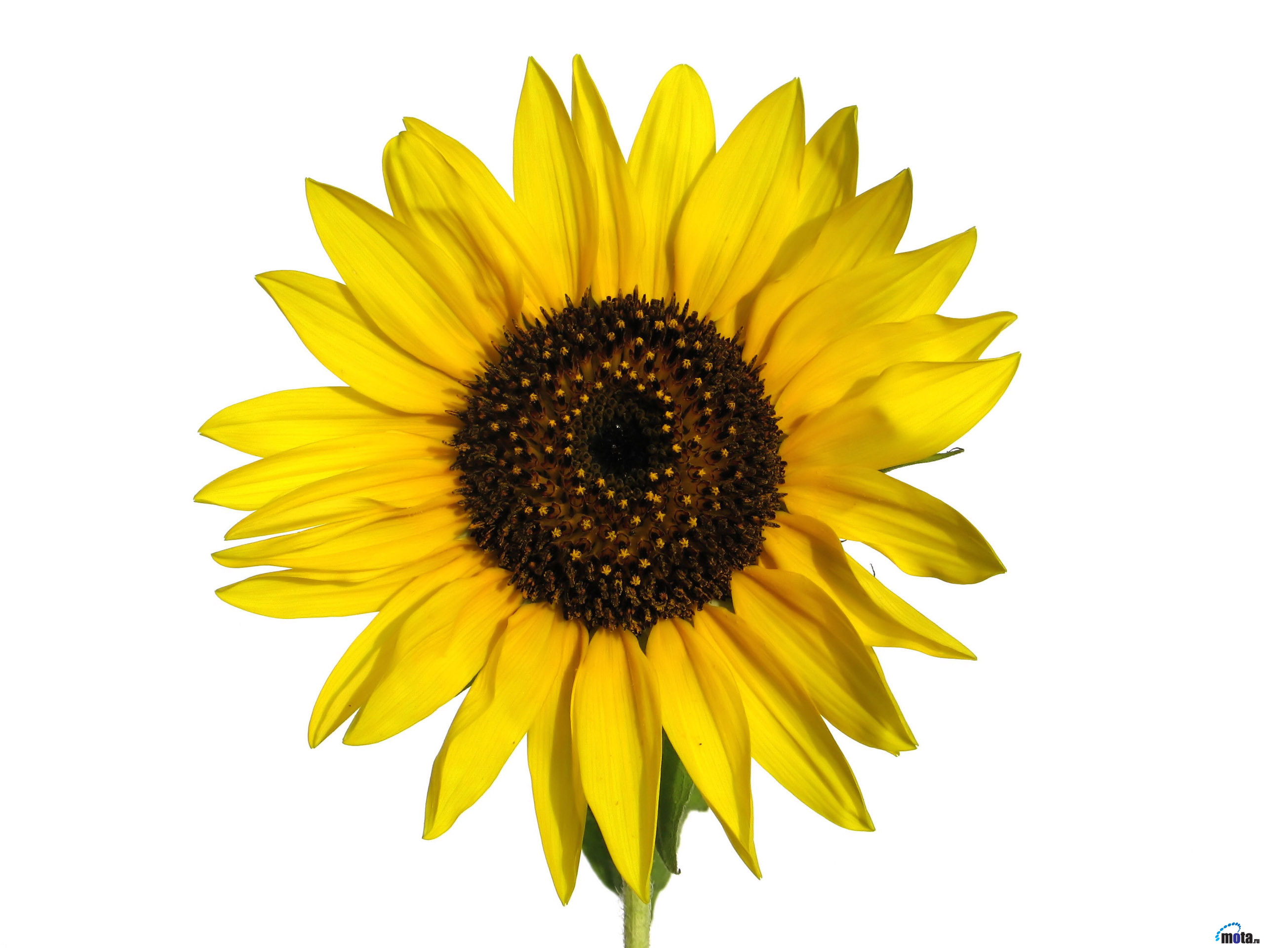 Обои фон, цветок, лепестки, подсолнух, желтые, background, flower, petals, sunflower, yellow разрешение 2560x1920 Загрузить