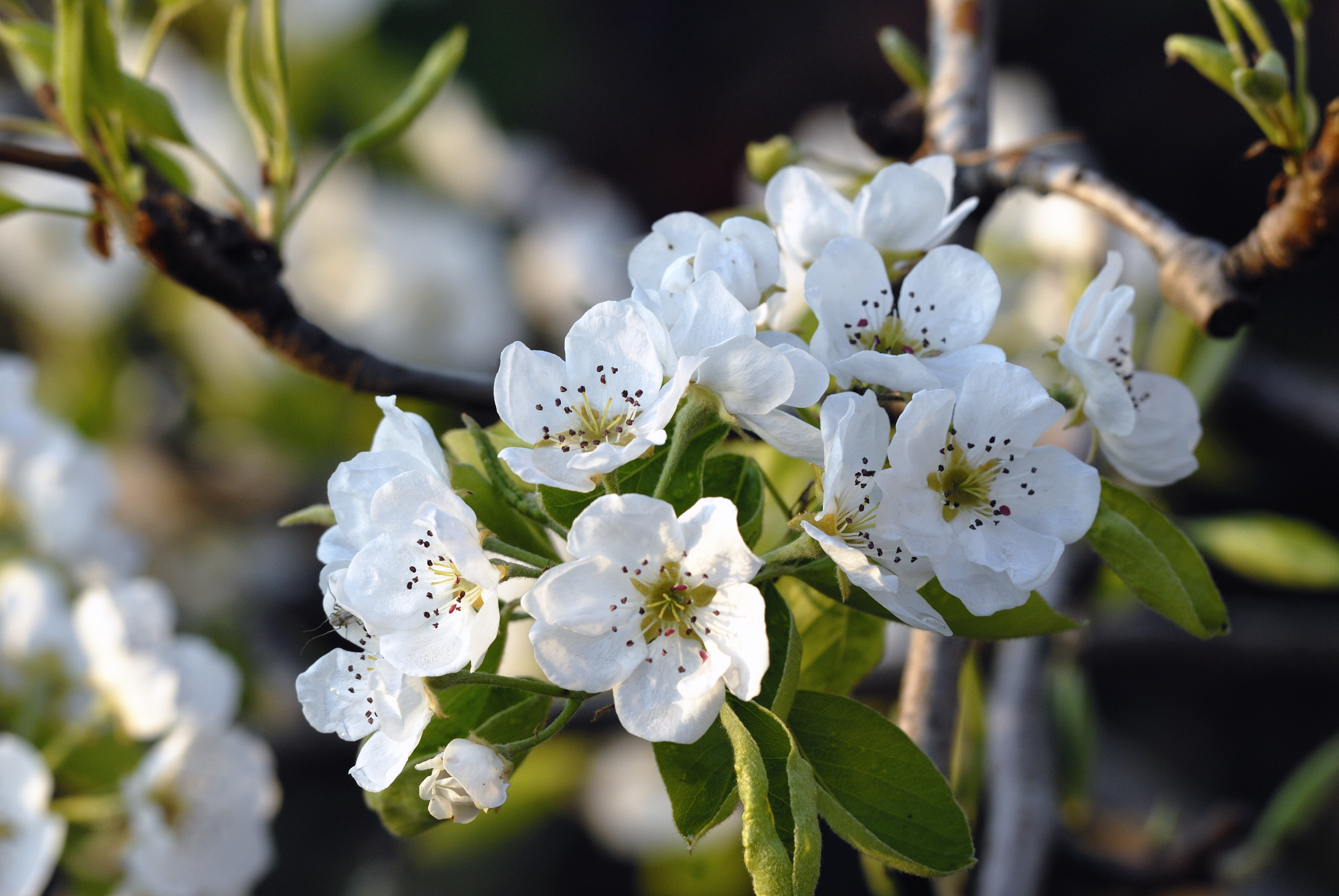 Обои цветение, весна, яблоня, flowering, spring, apple разрешение 3872x2592 Загрузить