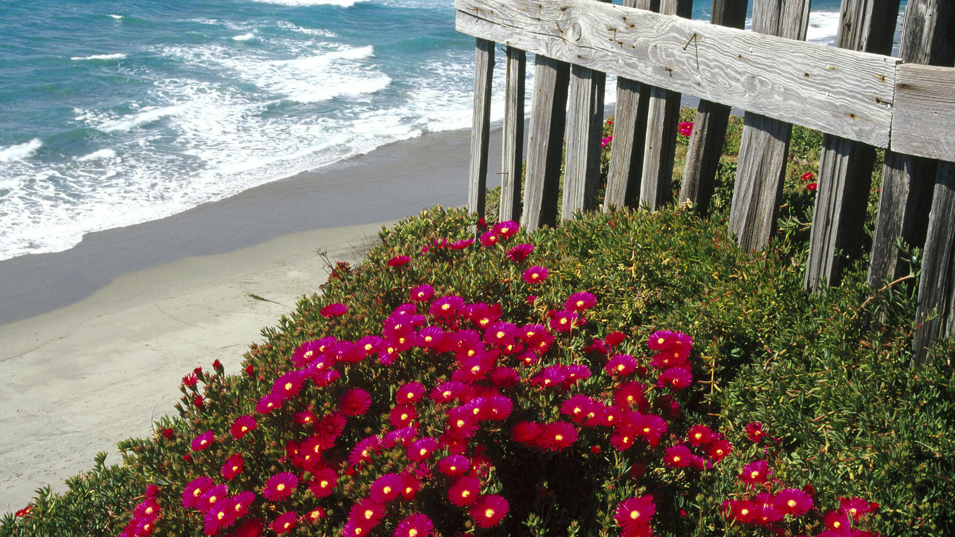 Обои цветы, море, пляж, забор, маргаритки, flowers, sea, beach, the fence, daisy разрешение 1920x1080 Загрузить
