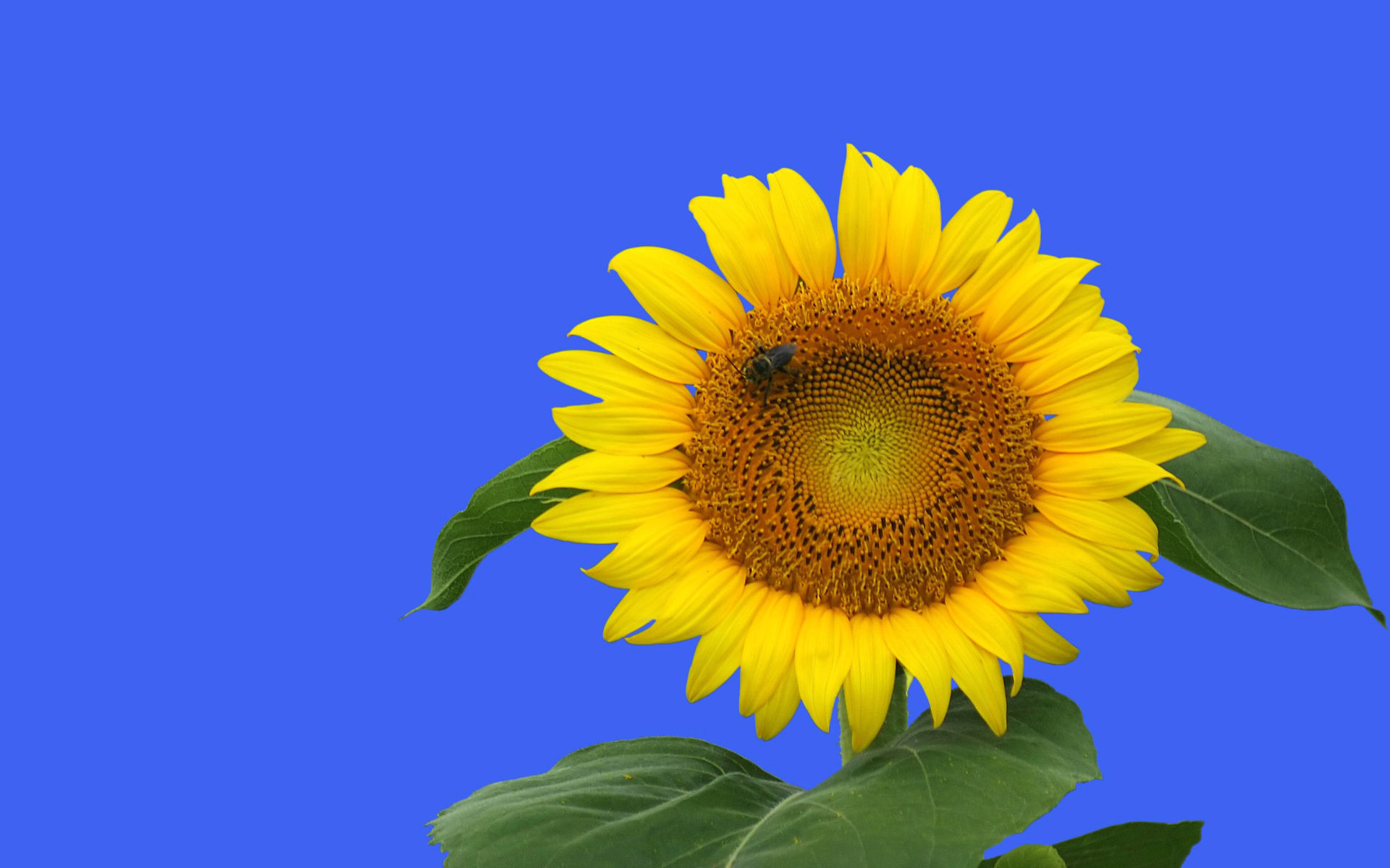 Обои небо, природа, листья, цветок, лето, подсолнух, the sky, nature, leaves, flower, summer, sunflower разрешение 1920x1200 Загрузить