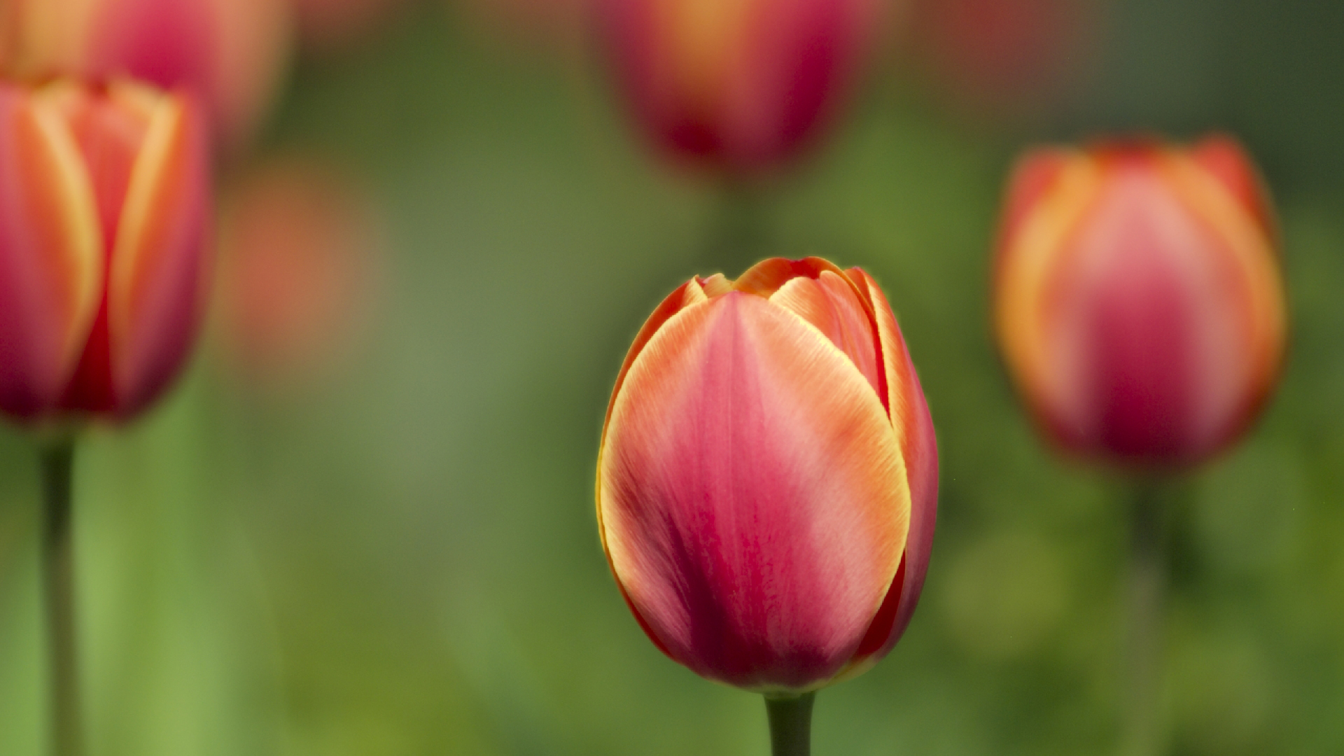 Обои весна, тюльпан, spring, tulip разрешение 1920x1080 Загрузить
