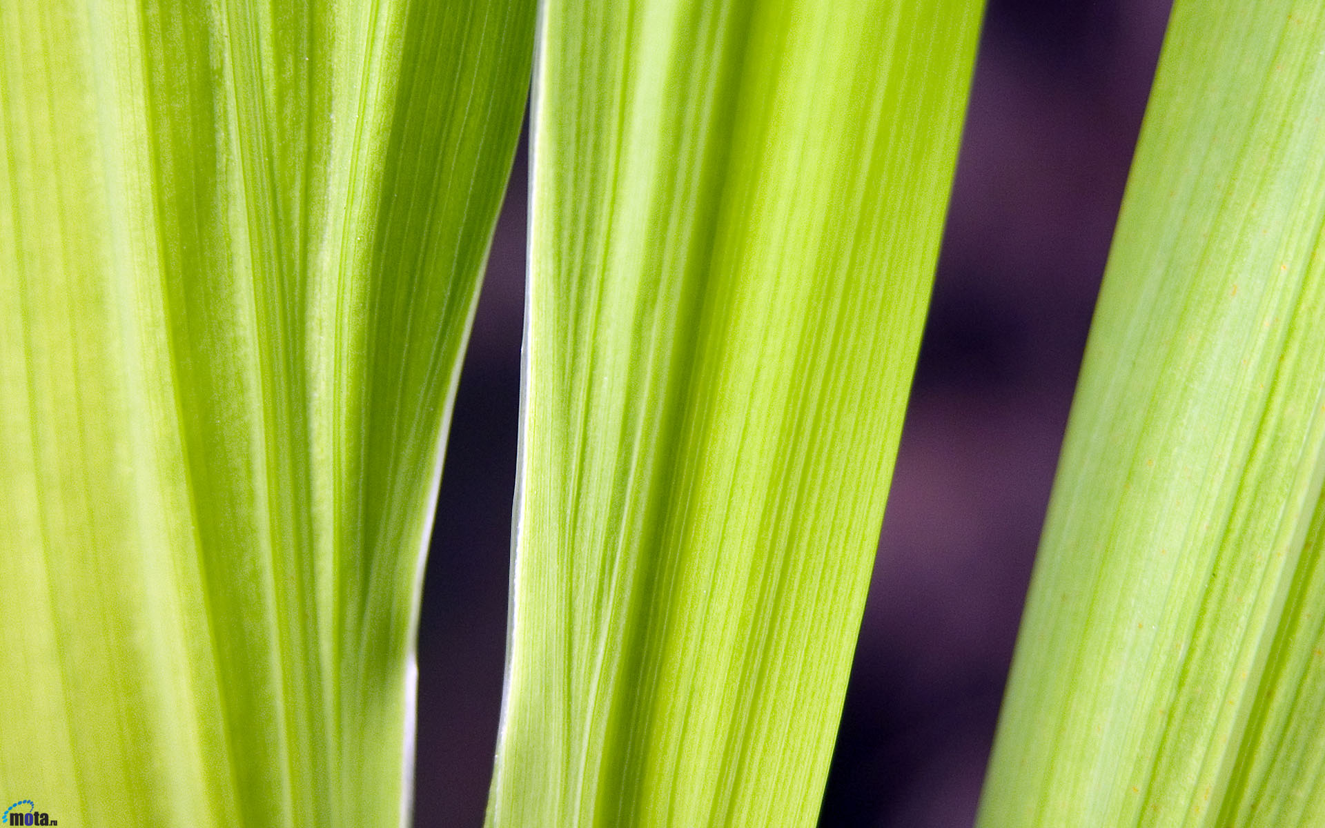 Обои трава, листья, зеленые, grass, leaves, green разрешение 1920x1200 Загрузить