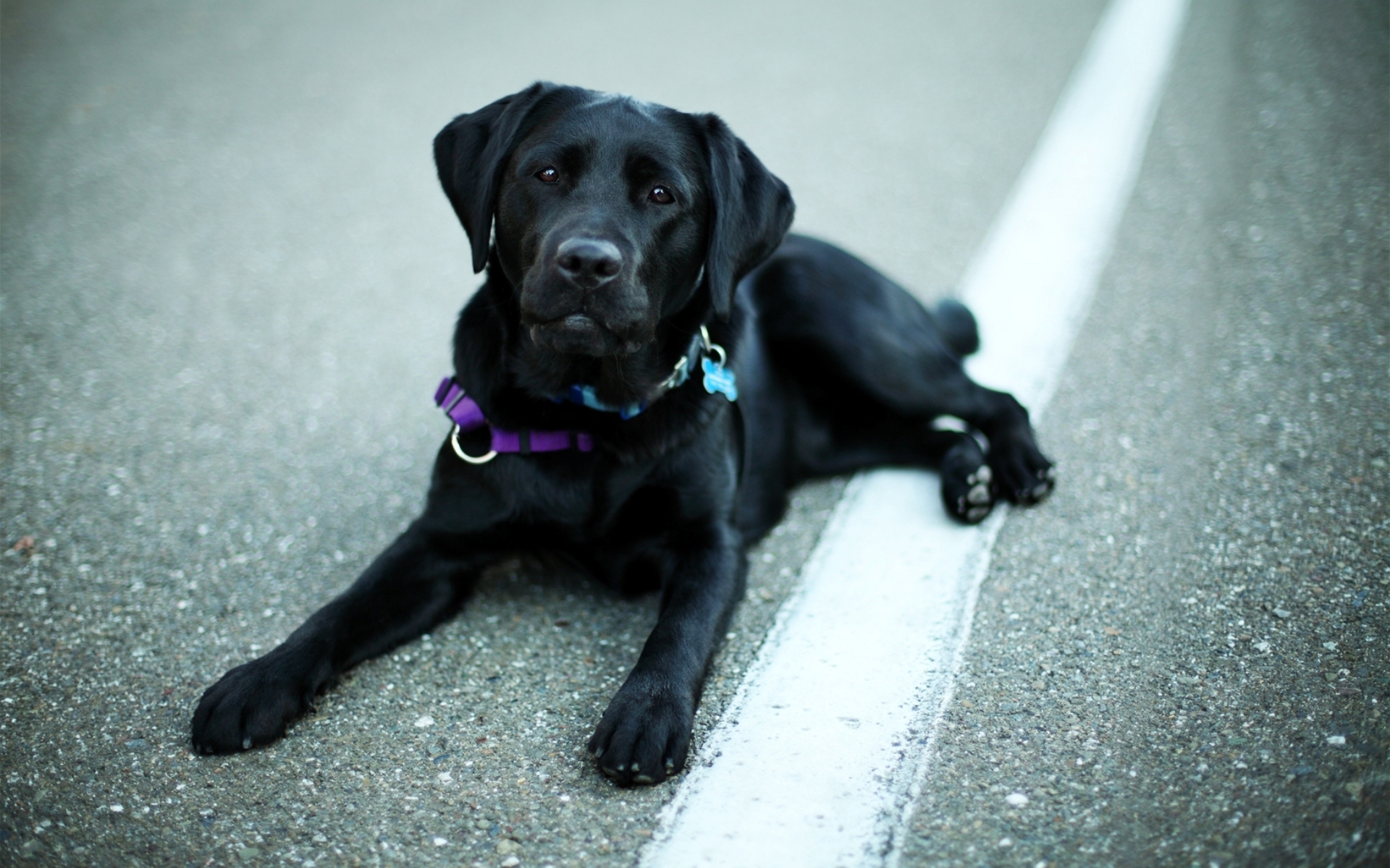 Обои животные, взгляд, собака, лабрадор, ретривер, animals, look, dog, labrador, retriever разрешение 1920x1200 Загрузить