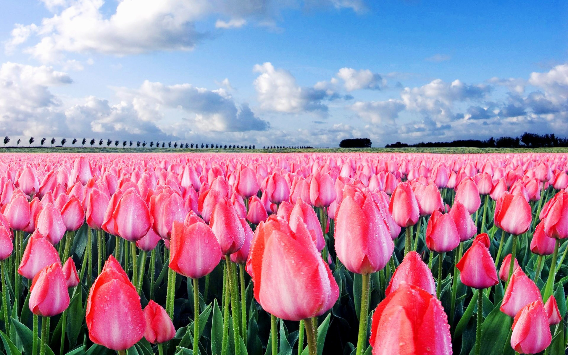 Обои небо, поле, тюльпаны, the sky, field, tulips разрешение 1920x1200 Загрузить