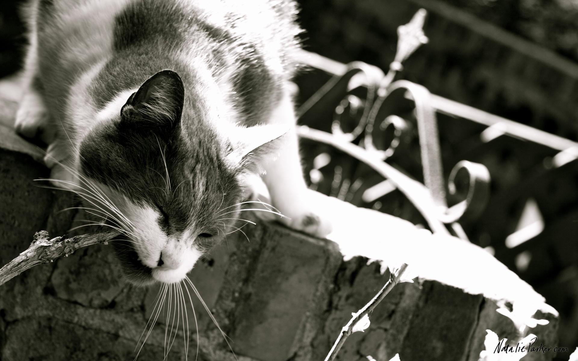 Обои кот, мордочка, усы, кошка, чёрно-белое, cat, muzzle, mustache, black and white разрешение 1920x1200 Загрузить
