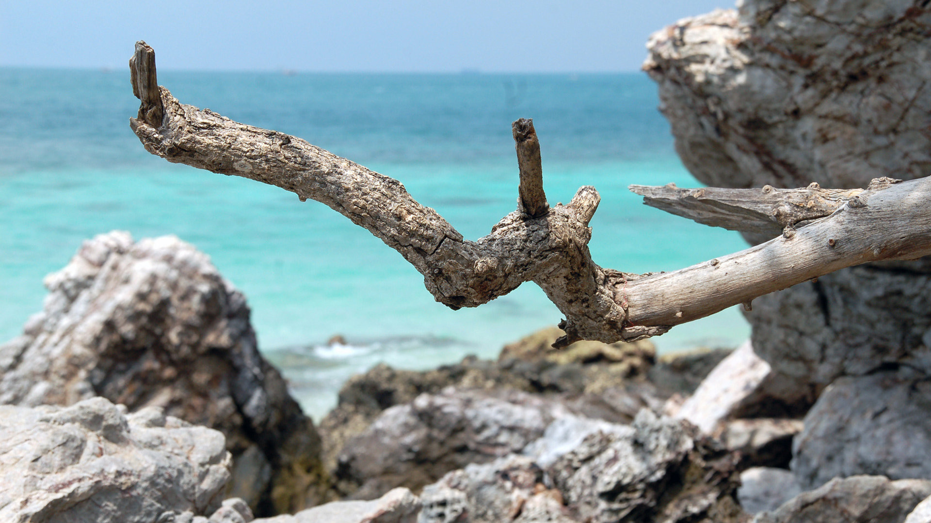 Обои природа, камни, берег, море, побережье, палка, сук, nature, stones, shore, sea, coast, stick, bitches разрешение 1920x1080 Загрузить